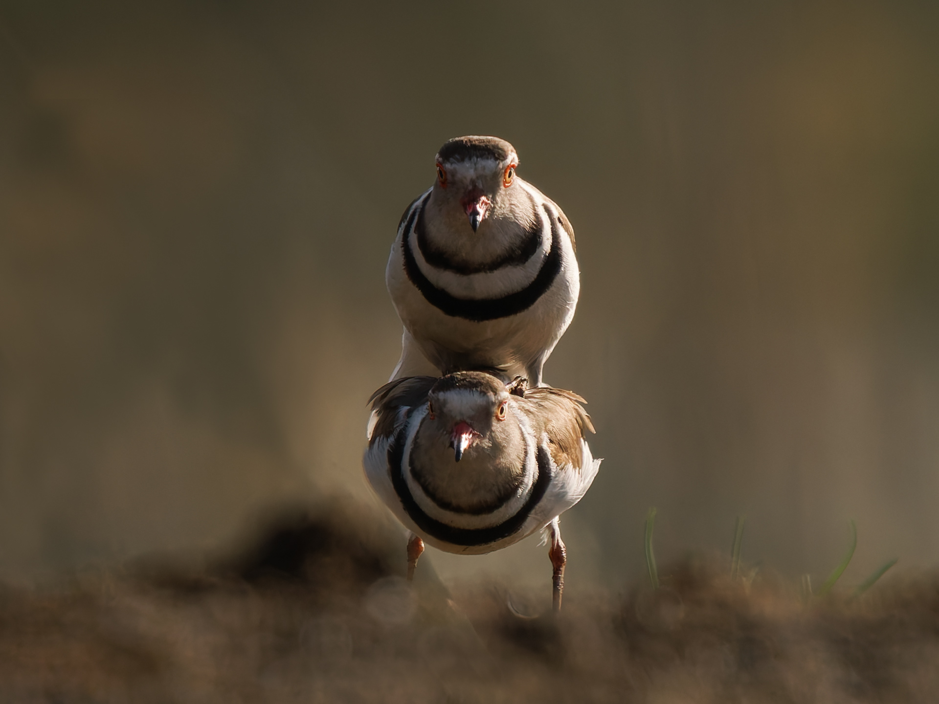 Three -banded Plovers mating