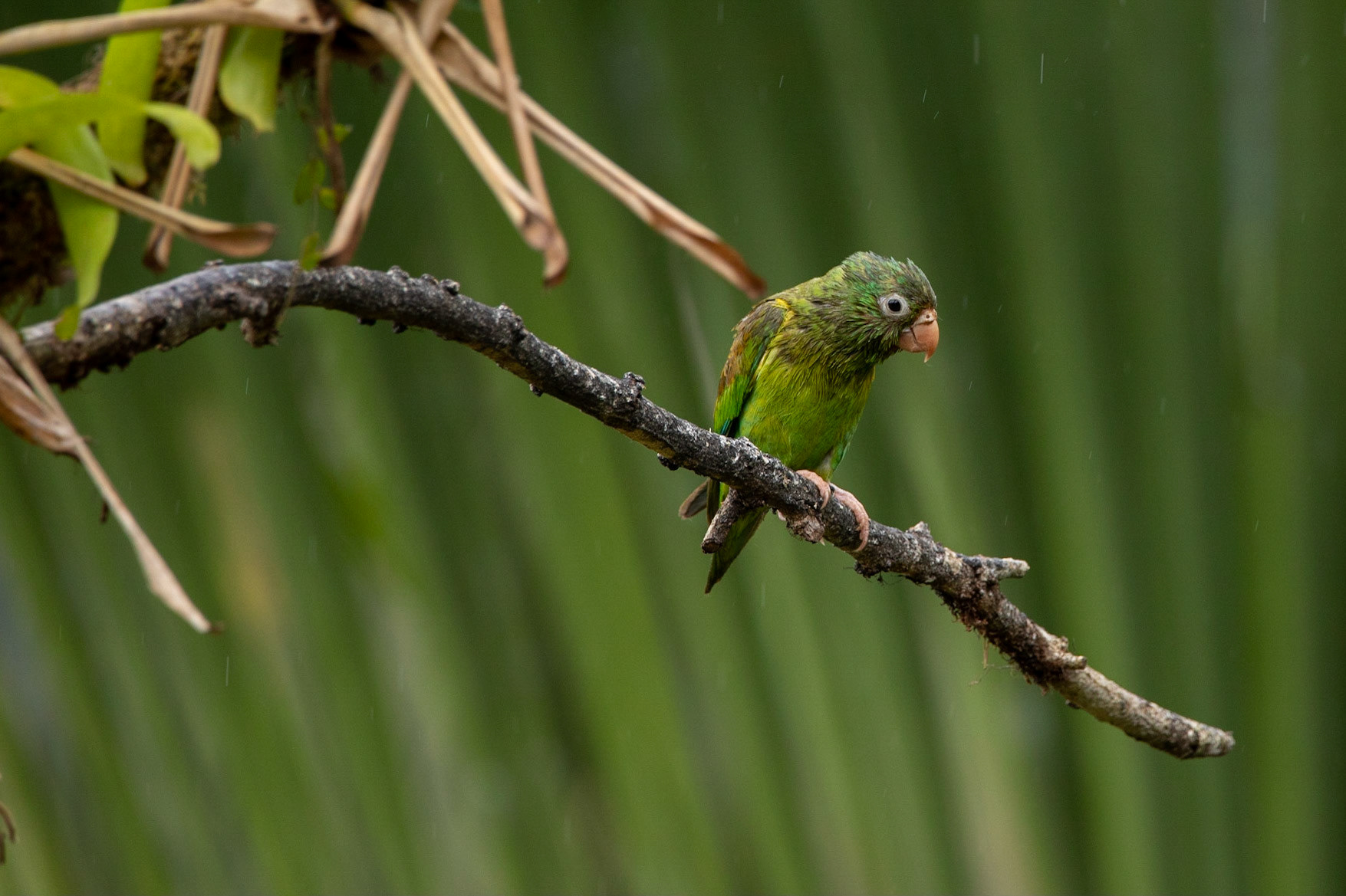 Orange Chinned Parakeet in the rain (Brotogeris jugularis)