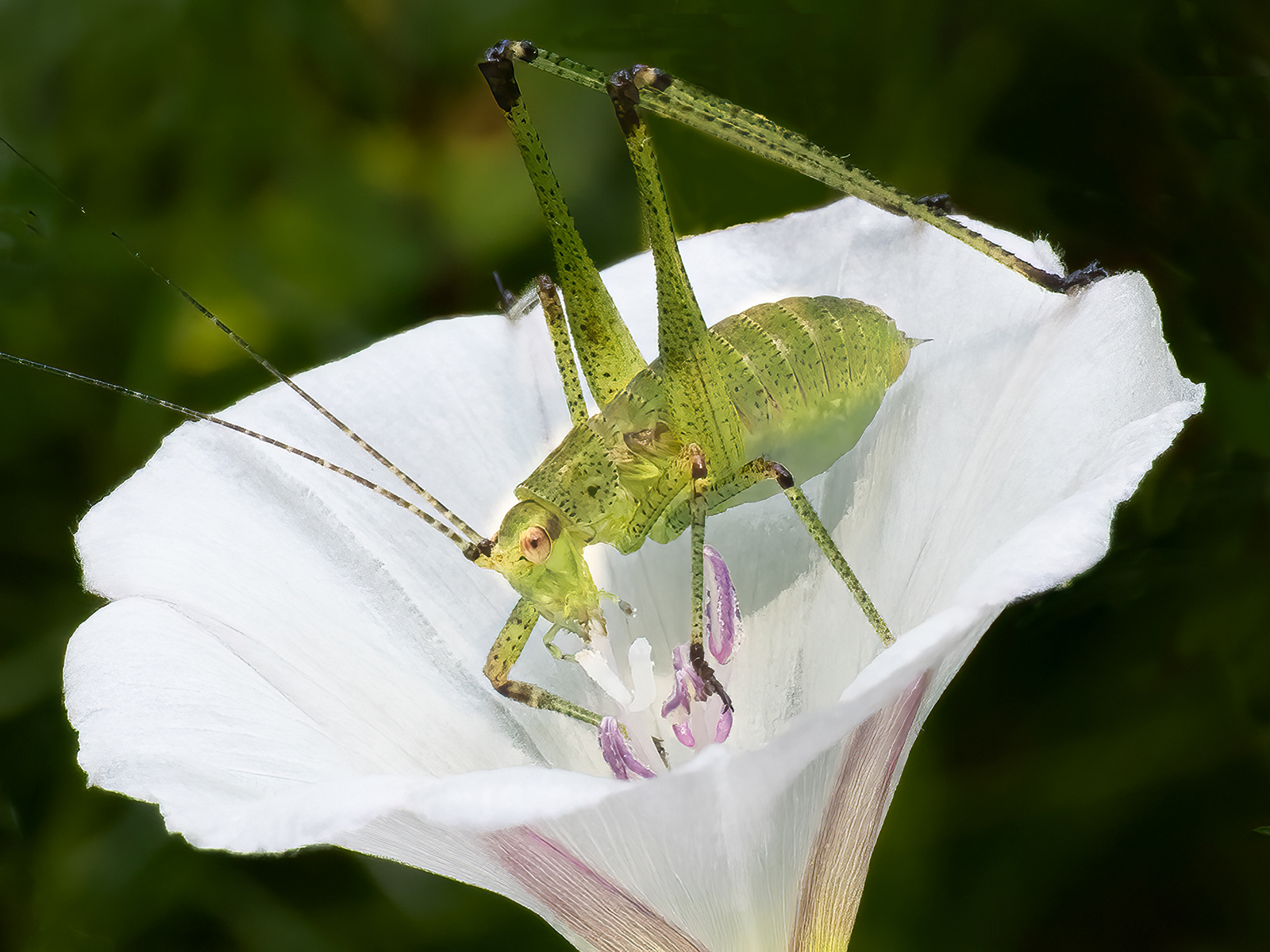 Cricket nymph