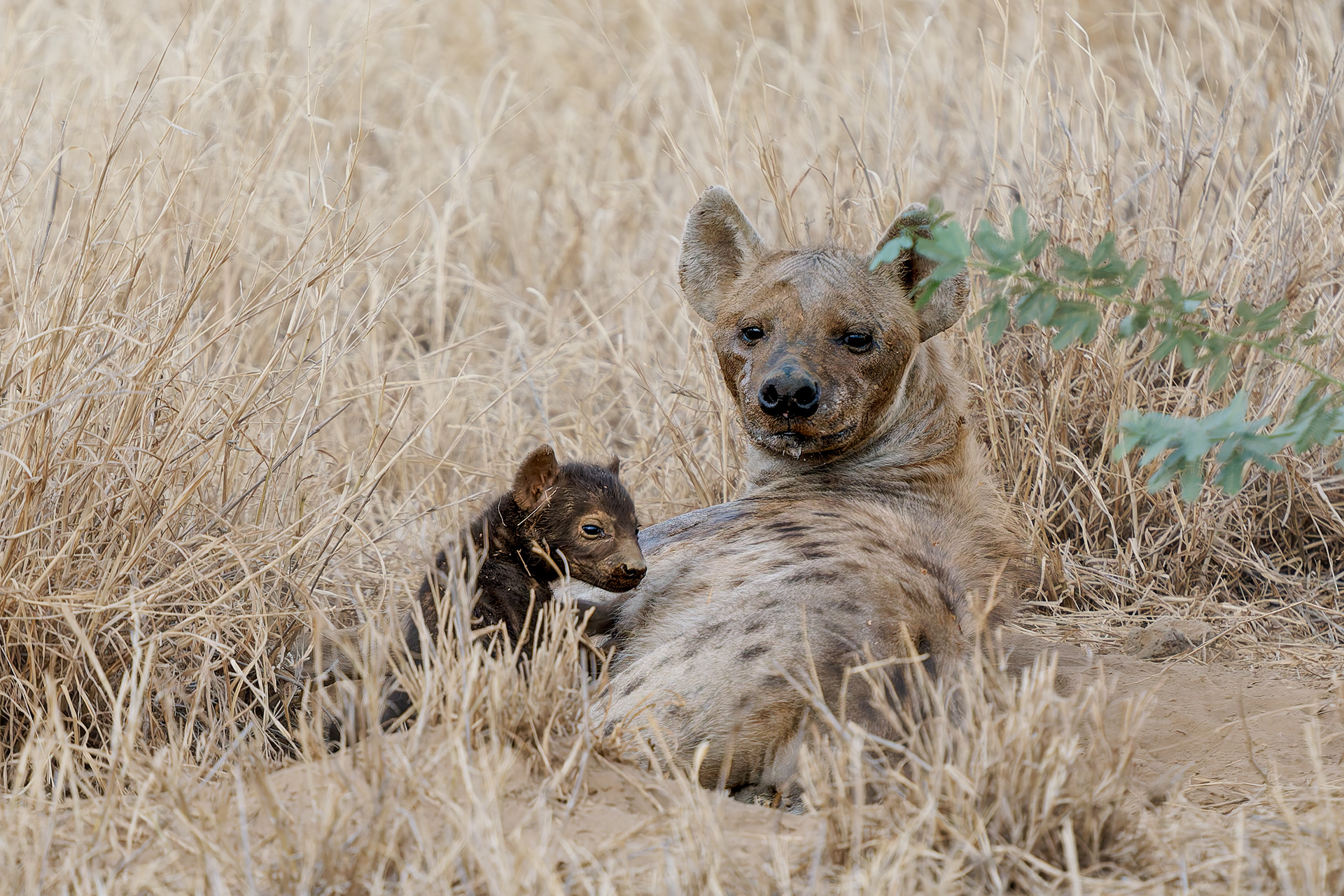 Hyena with one week old cub