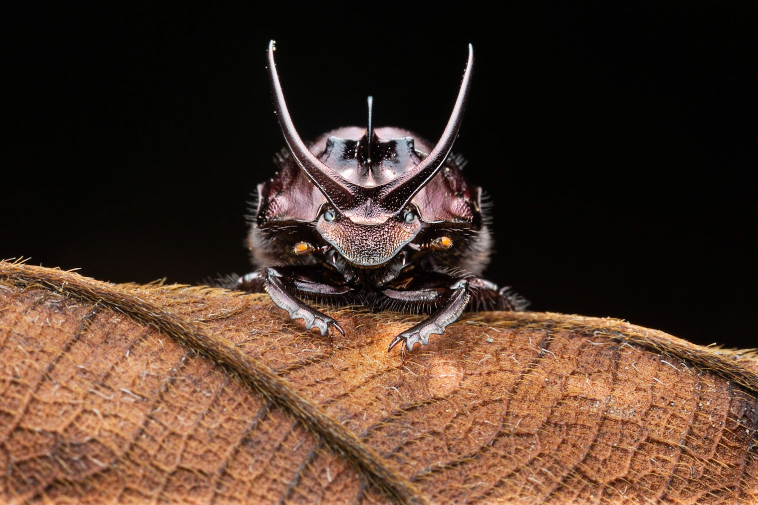 Dung Beetle (Gonolephalus grandis)