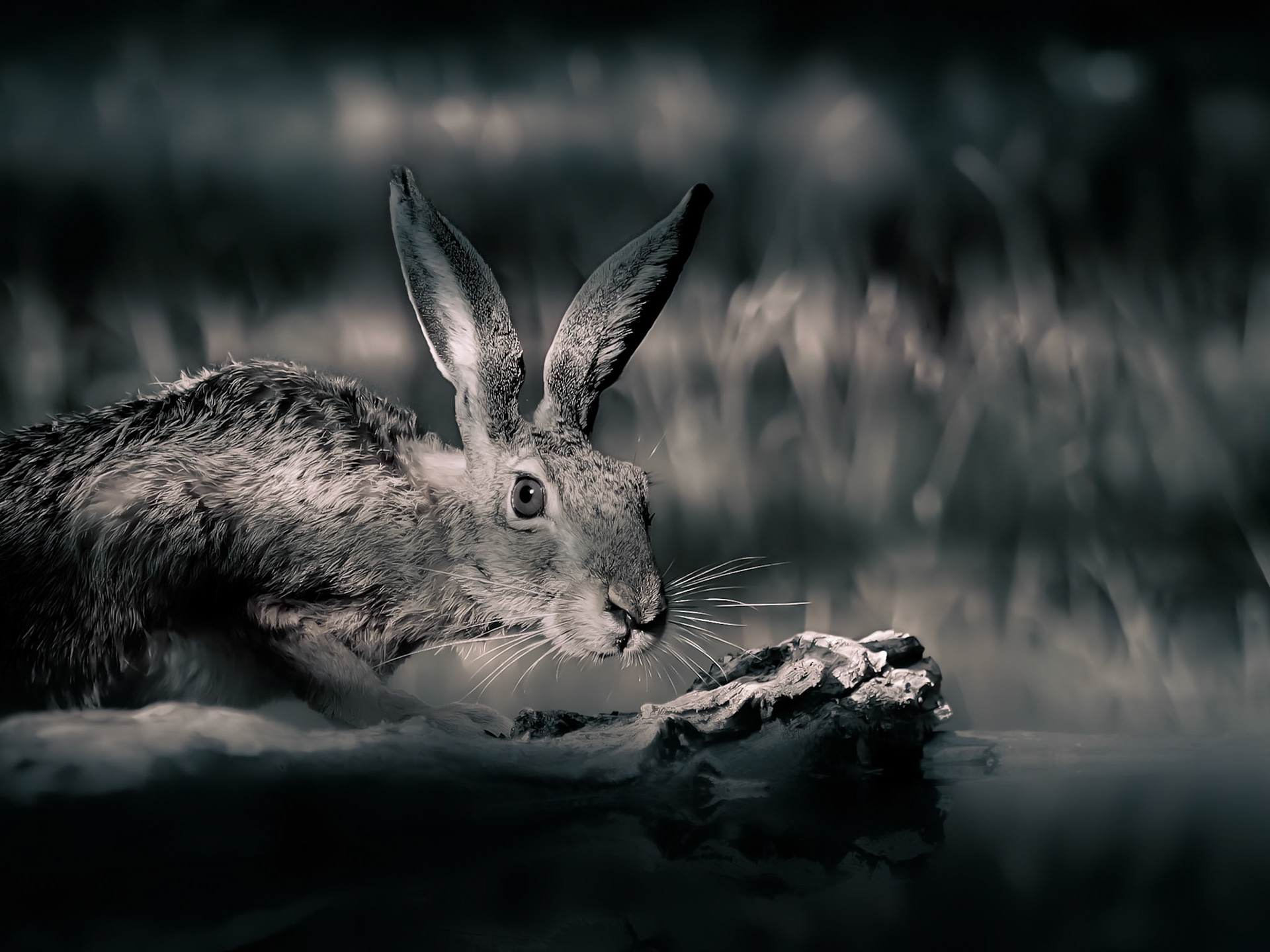 European Hare