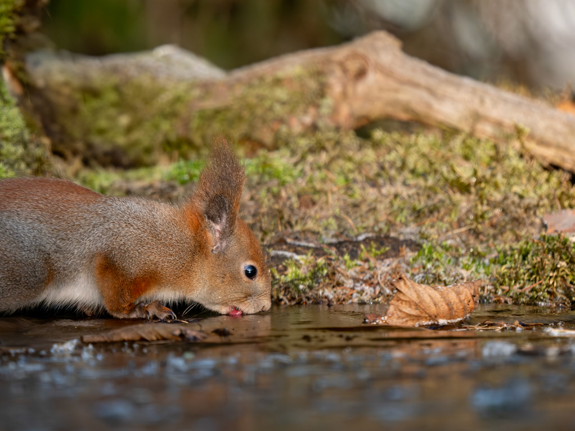 Red Squirrel having a drink