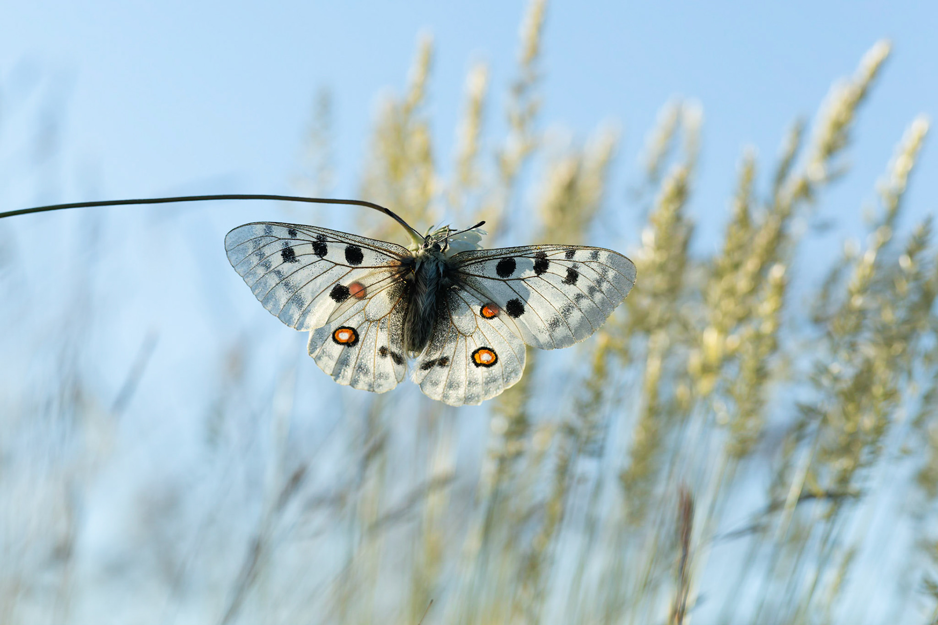 Mountain Apollo (Parnassius apollo )