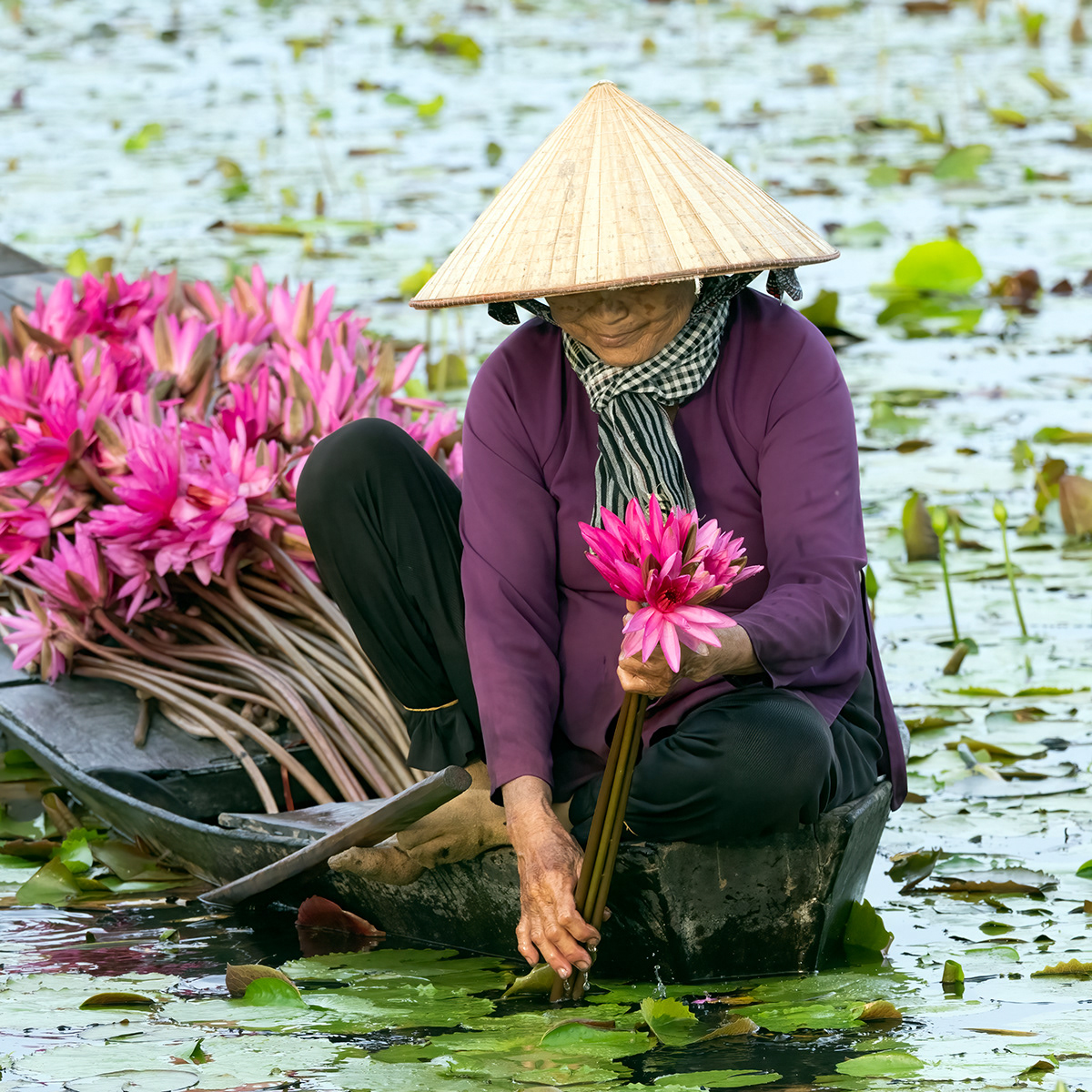 Lily collector