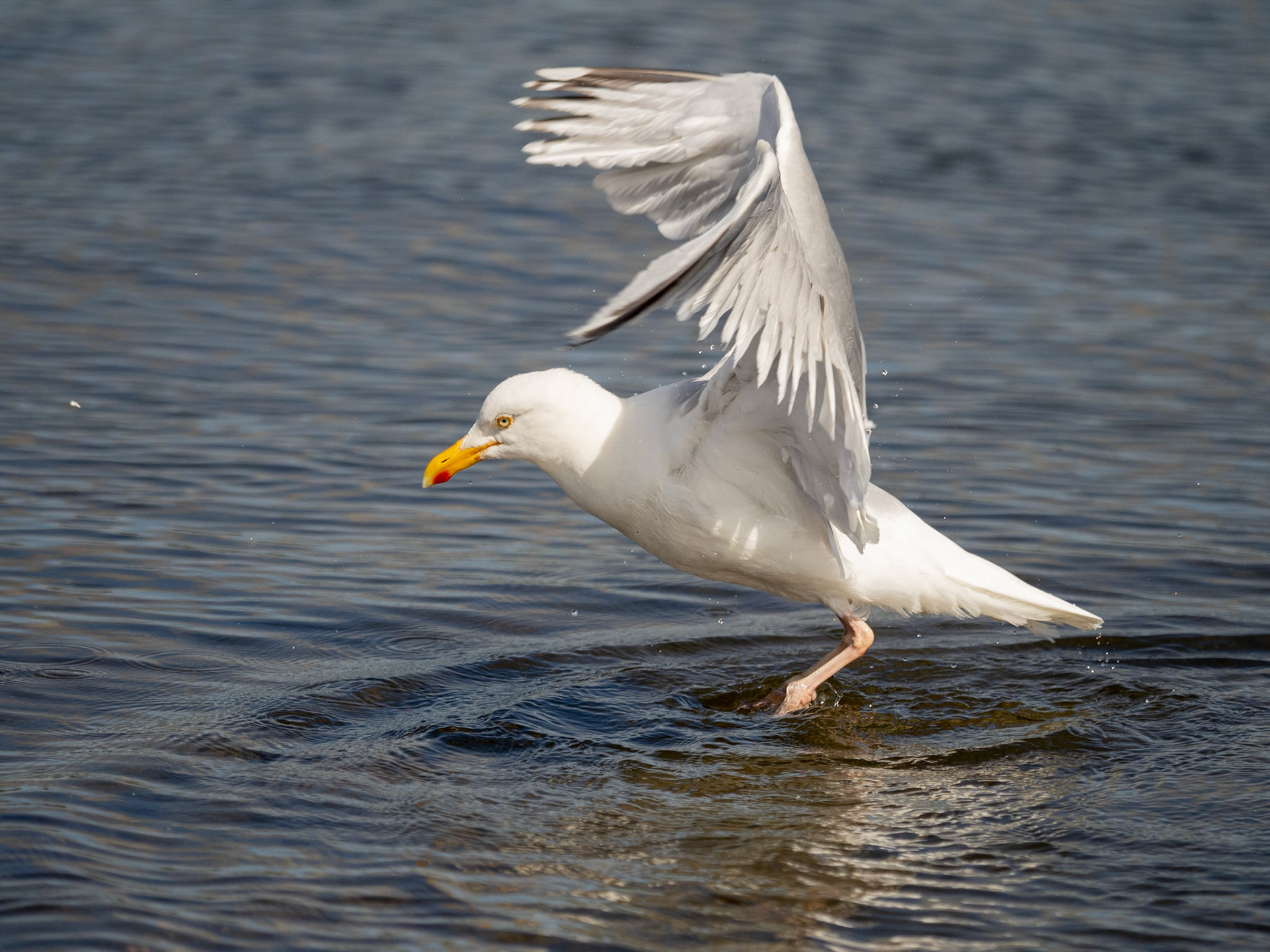 Herring gull