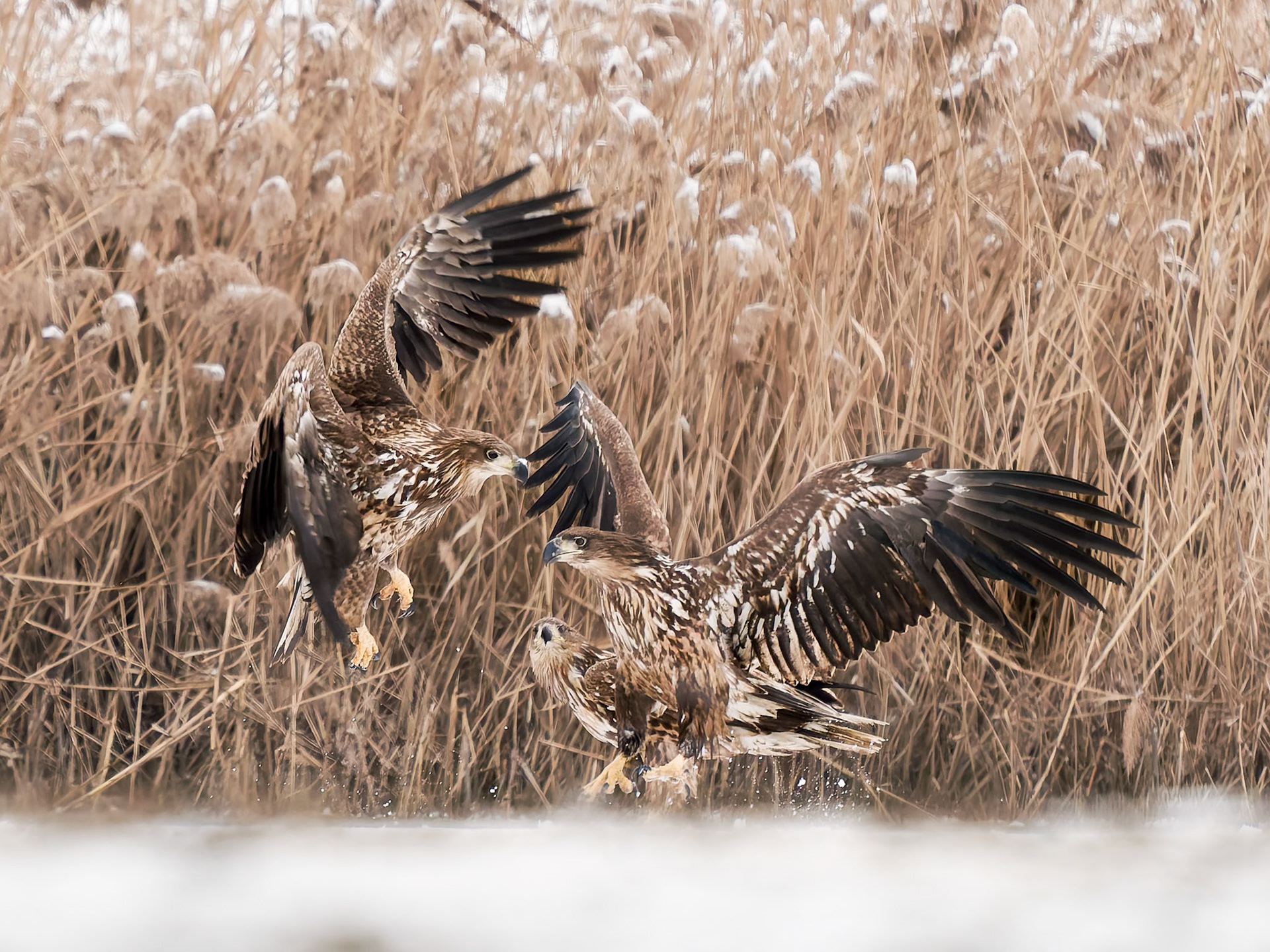 3 White Tailed Eagles