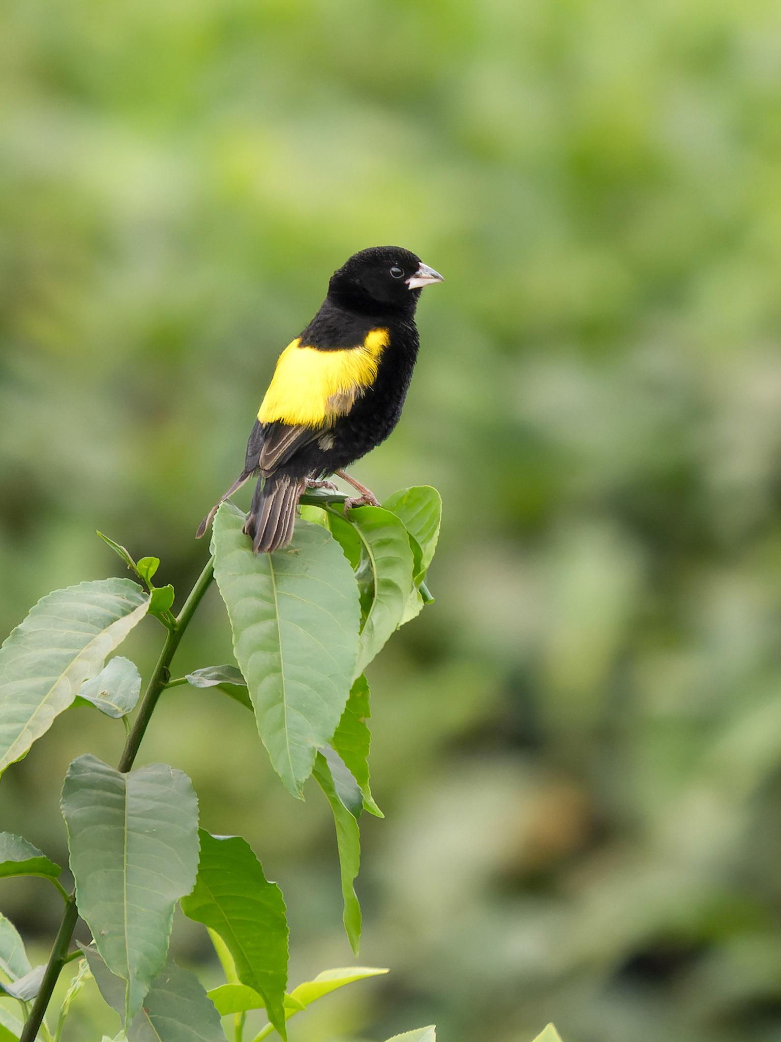 Male Yellow Bishop