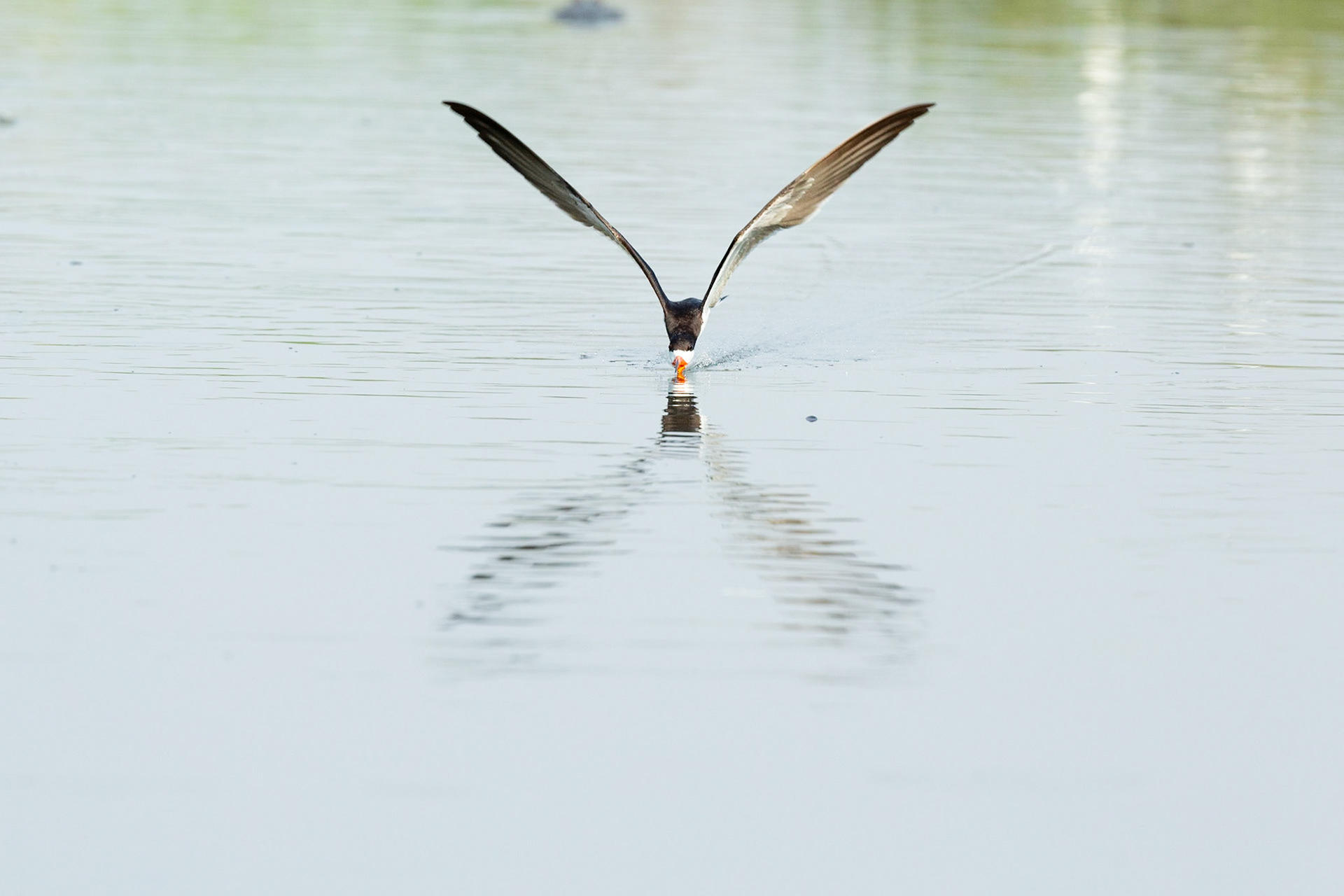 Black Skimmer