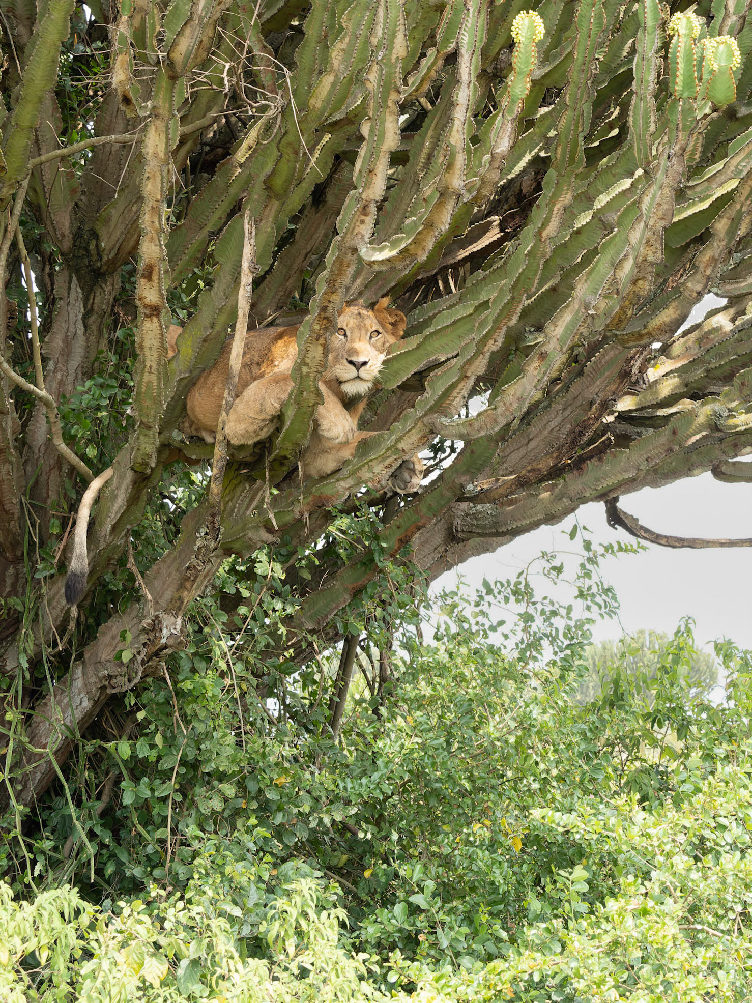 Lion in a Euphorbia Tree