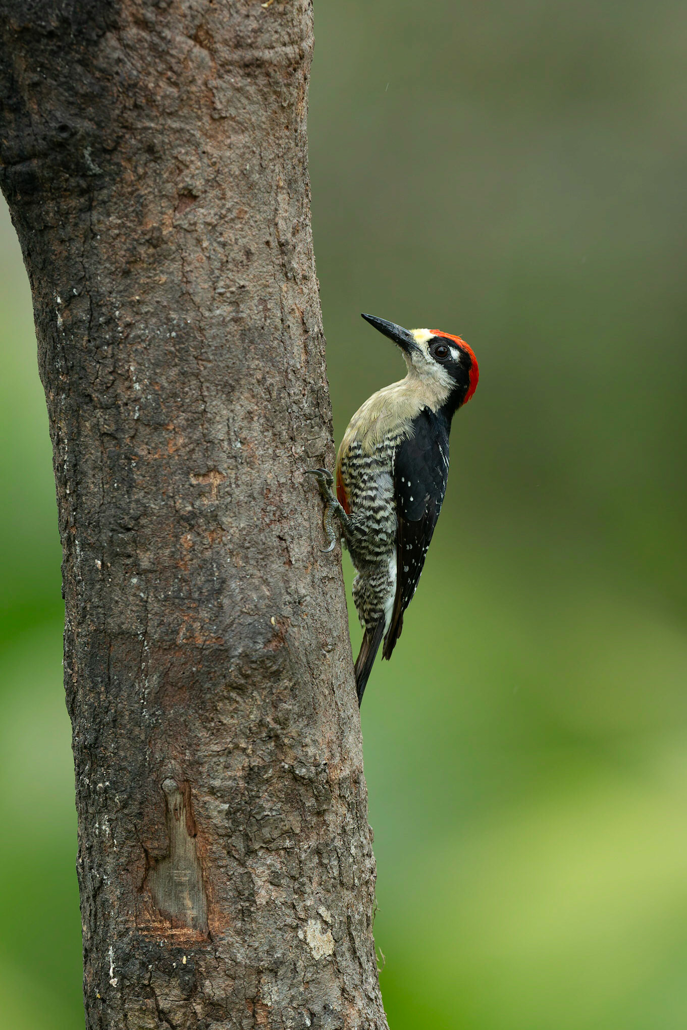Black cheeked Woodpecker (Melanarpes pucherani)