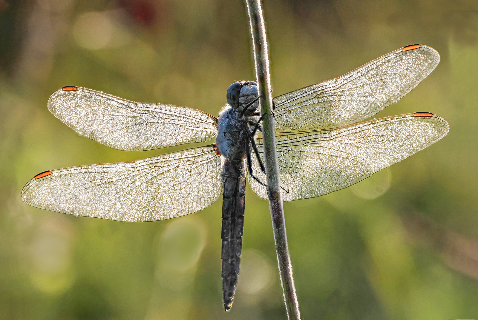Dragonfly early morning