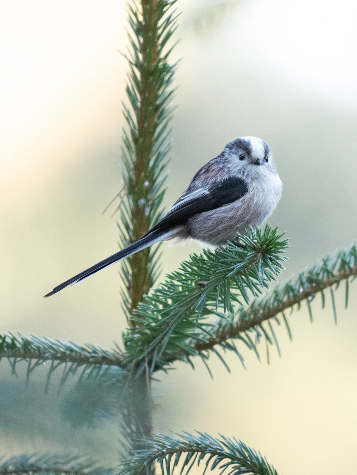 Long Tailed Tit