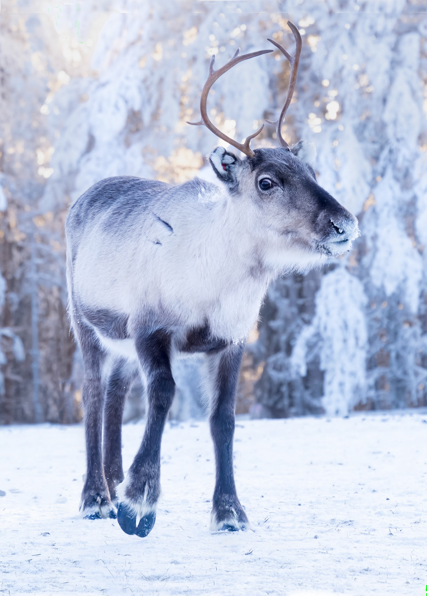 Reindeer