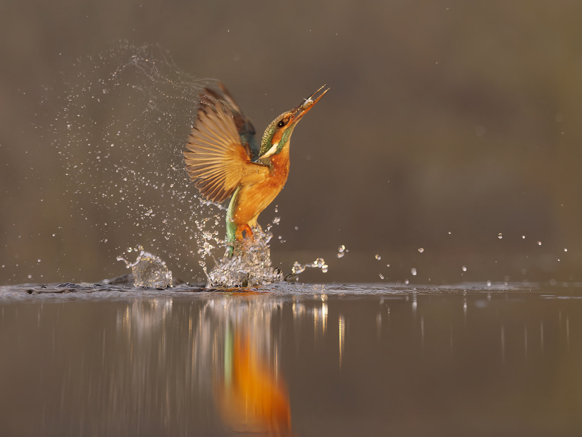 Kingfisher