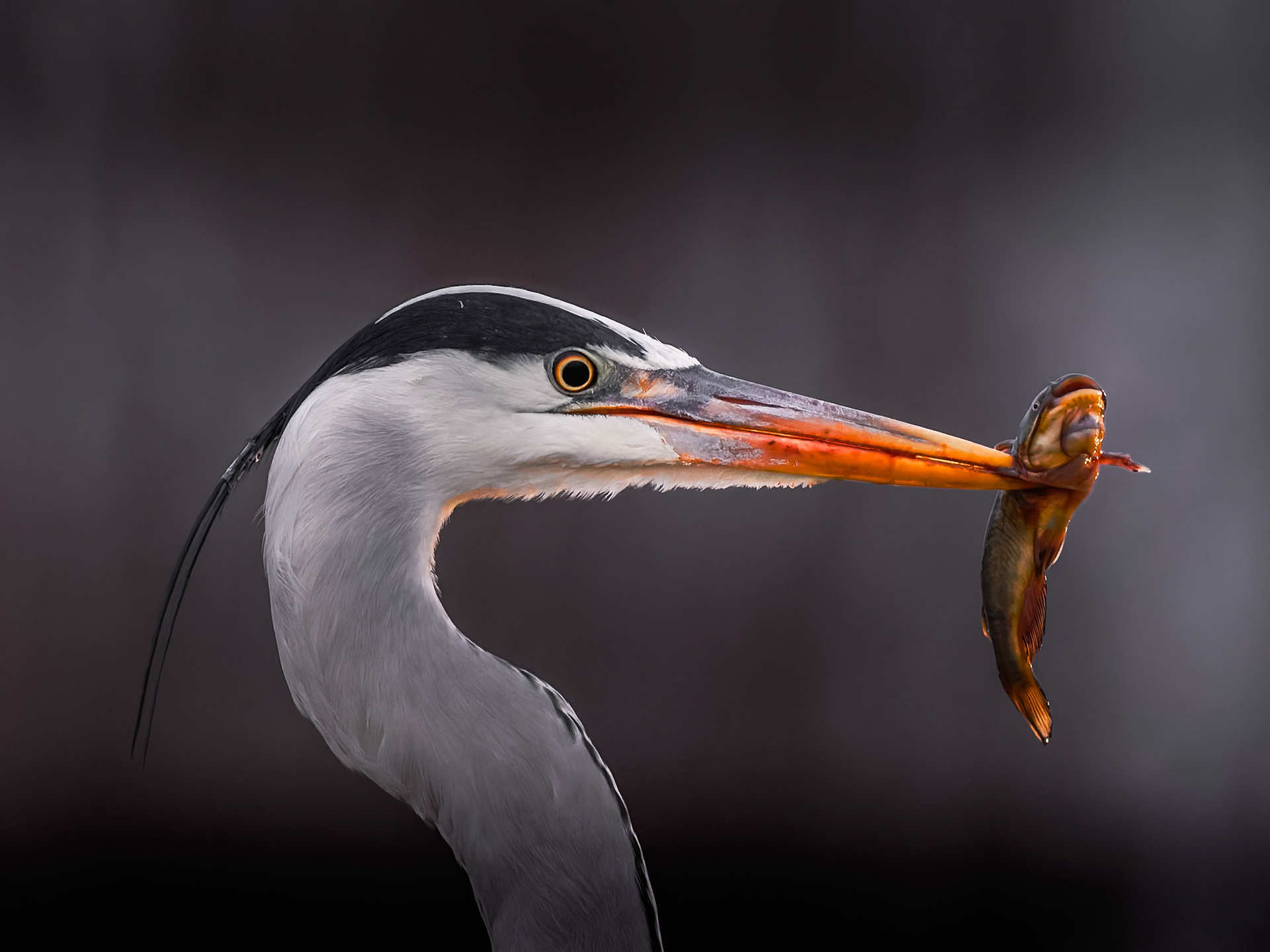 Grey Heron