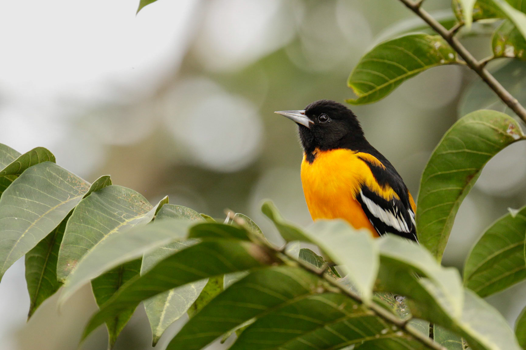 Black cowled Oriole