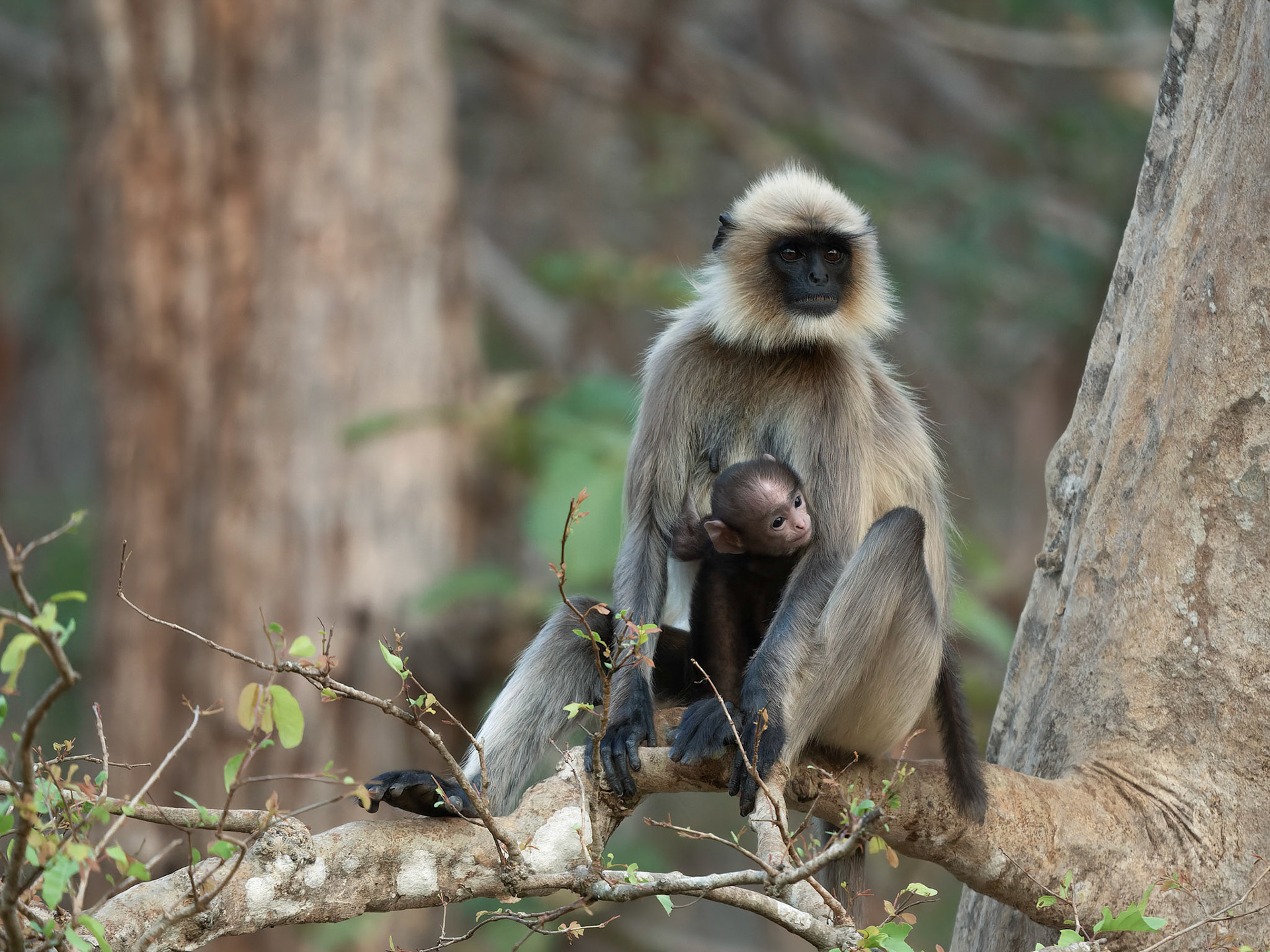 Gray Langur and infant