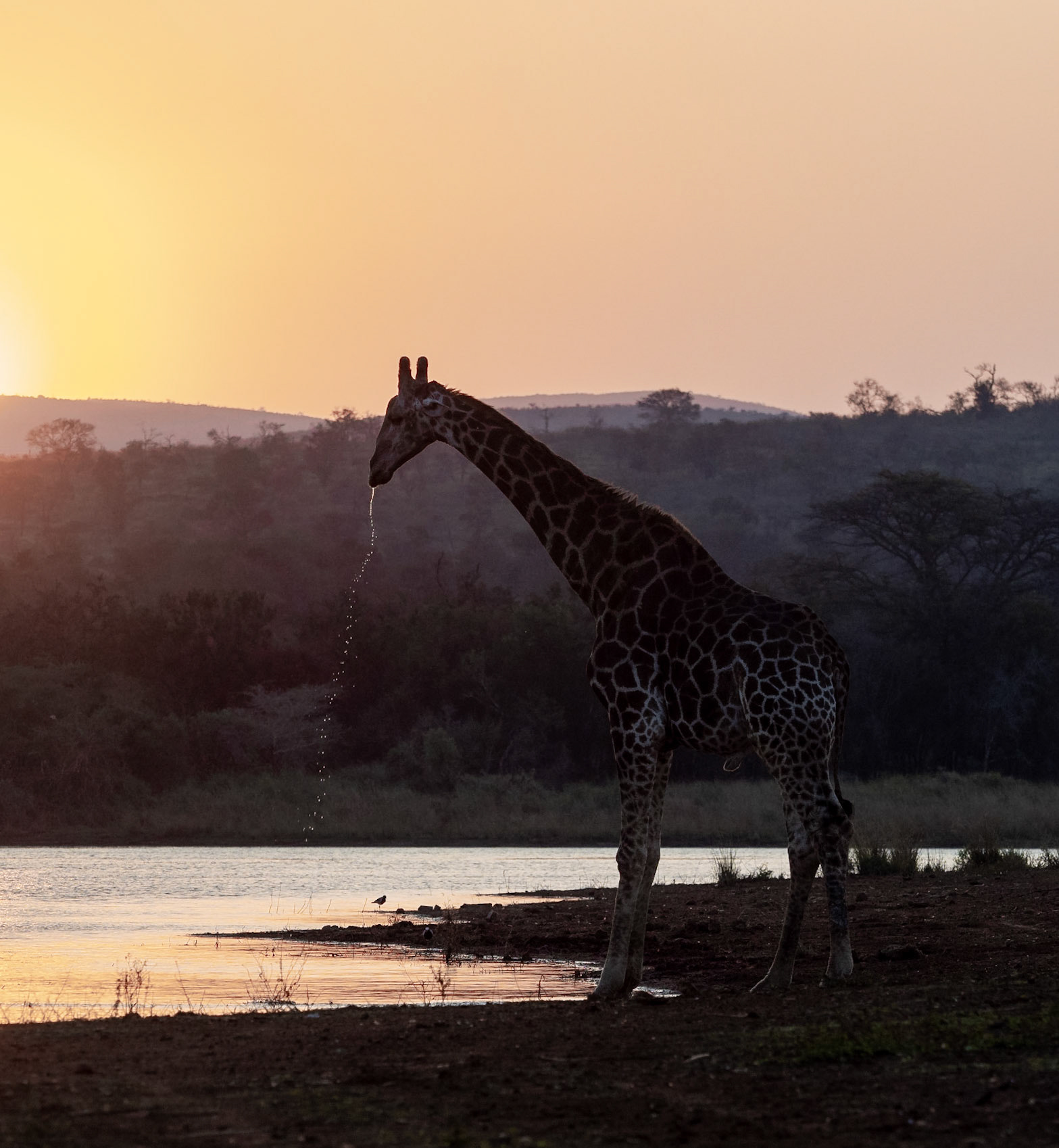 Southern Giraffe drinking