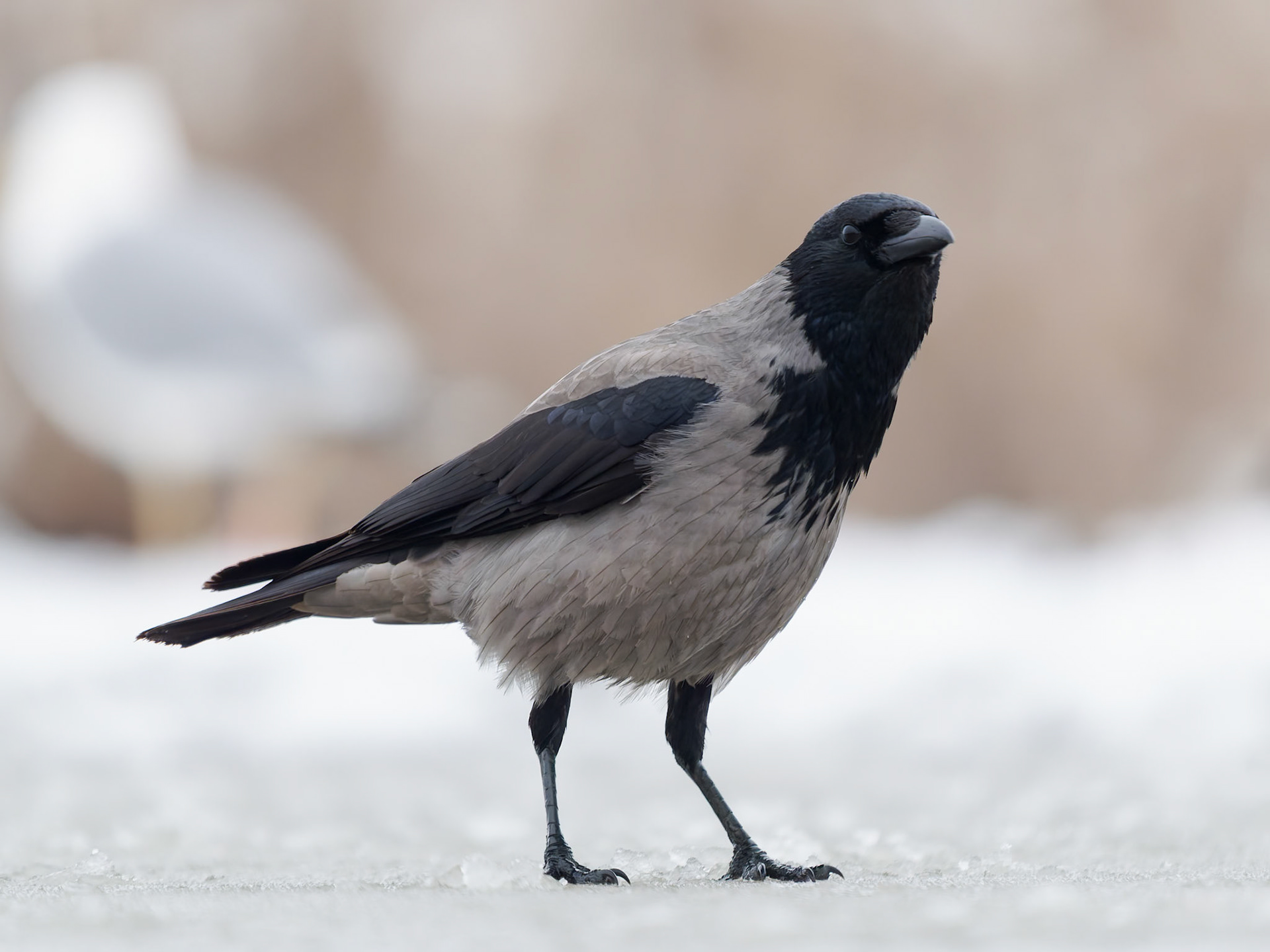 Hooded Crow