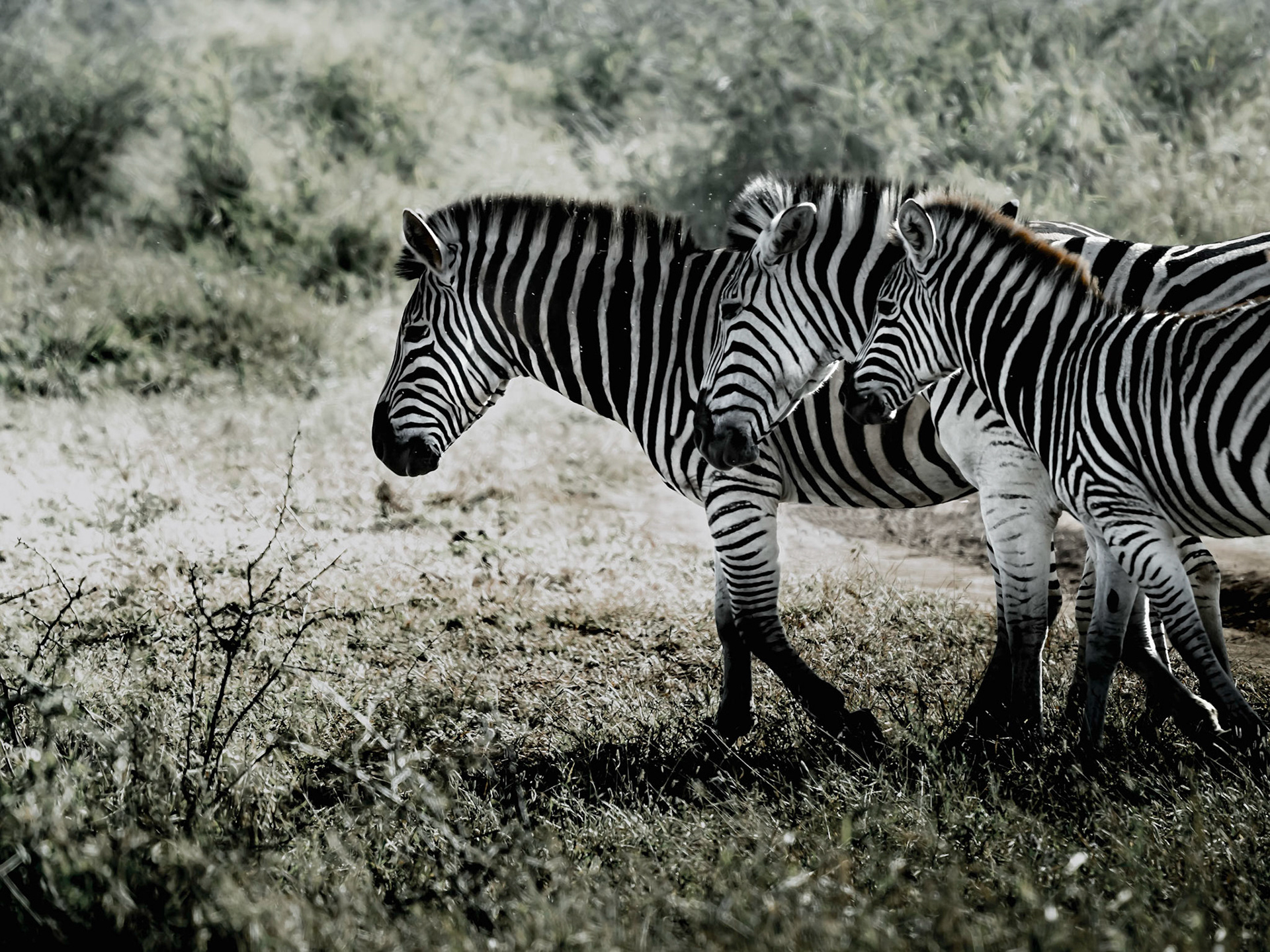 Zebra