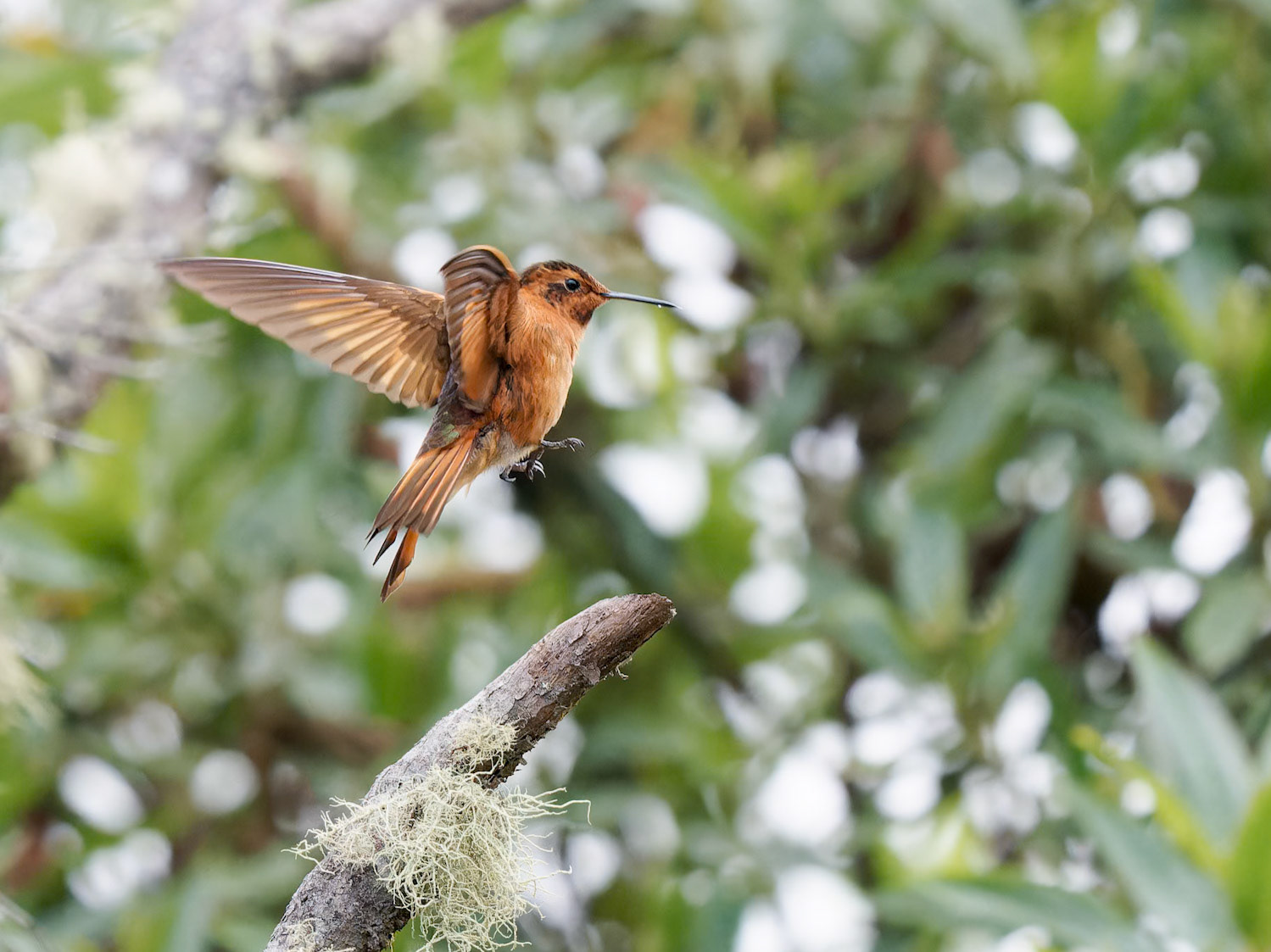 Shining Sunbeam Hummingbird