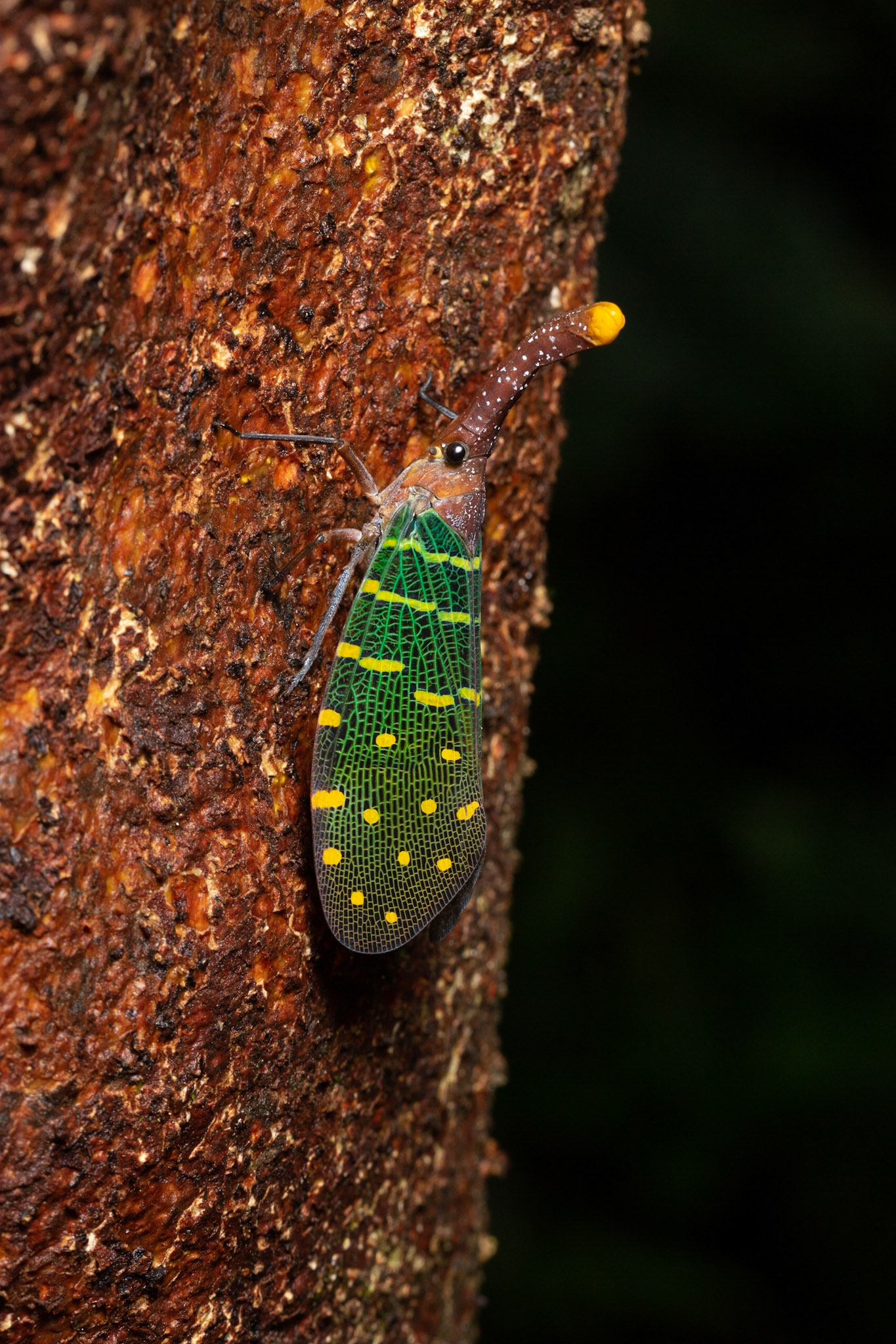 Lanternfly (Pyrops transversolineatus)