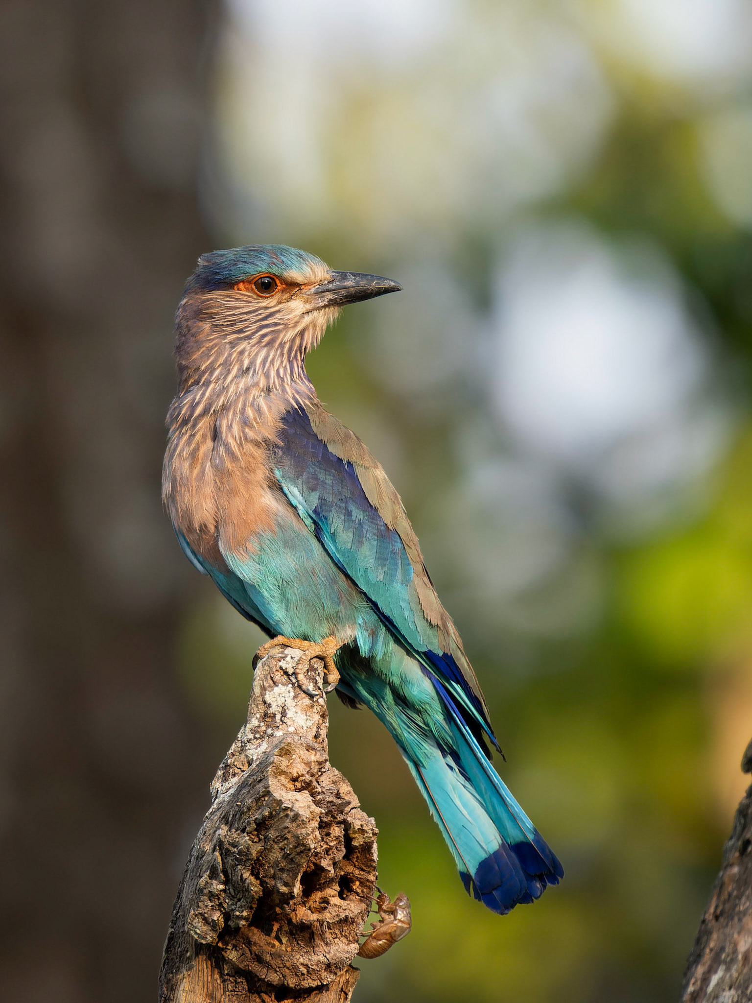 Indian Roller