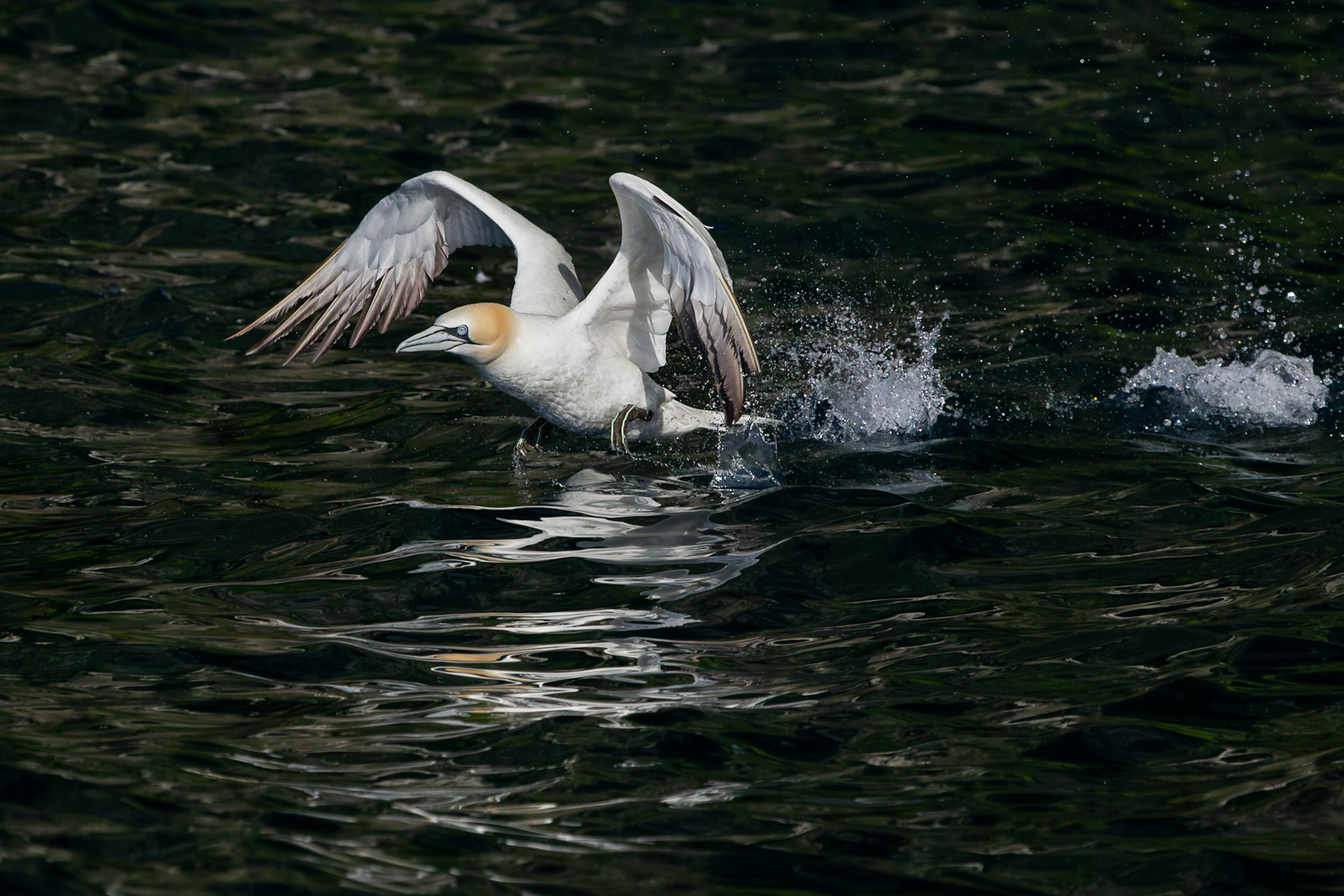Northern Gannet 2011