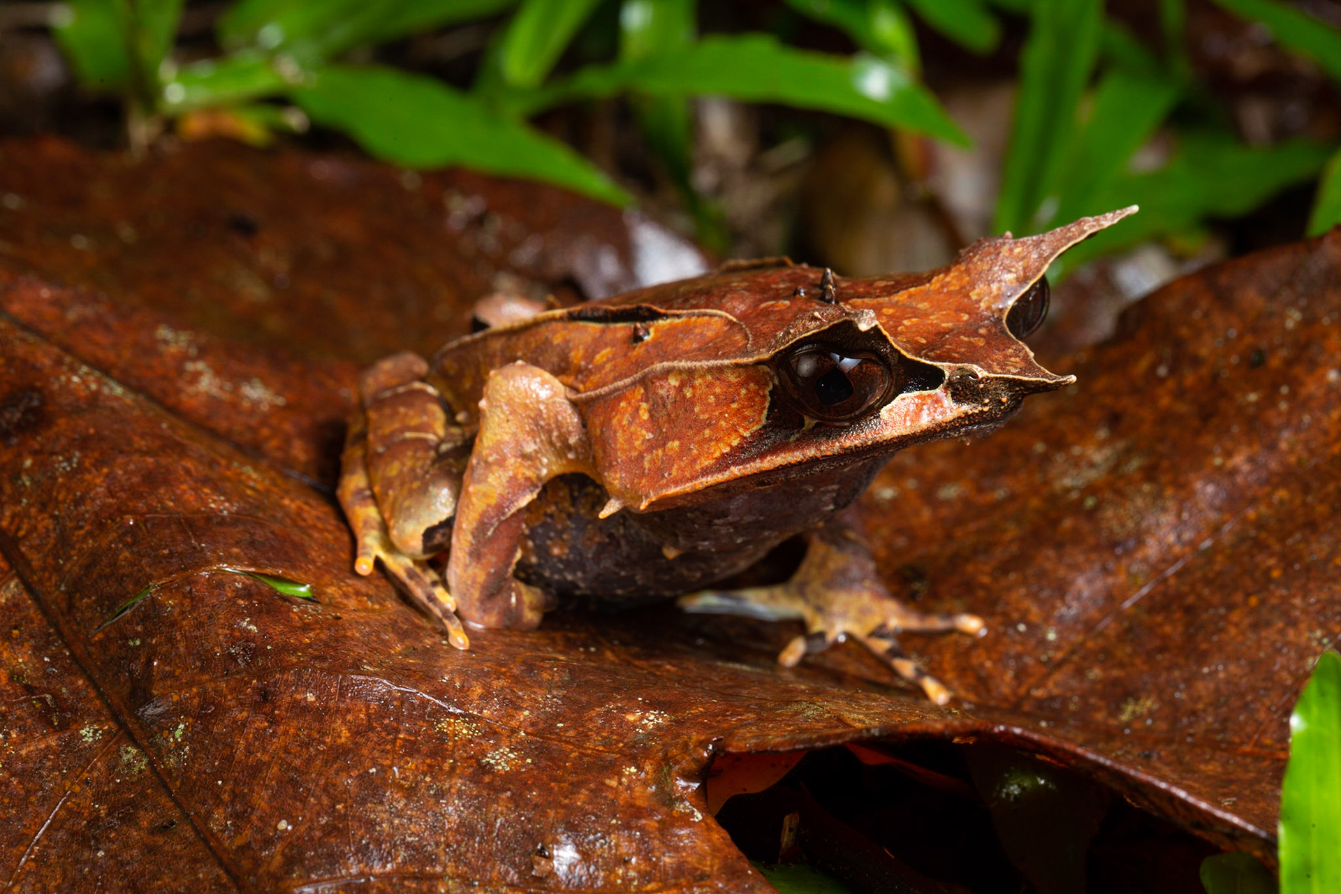 Bornean Horned frog (Megophrys nasuta)