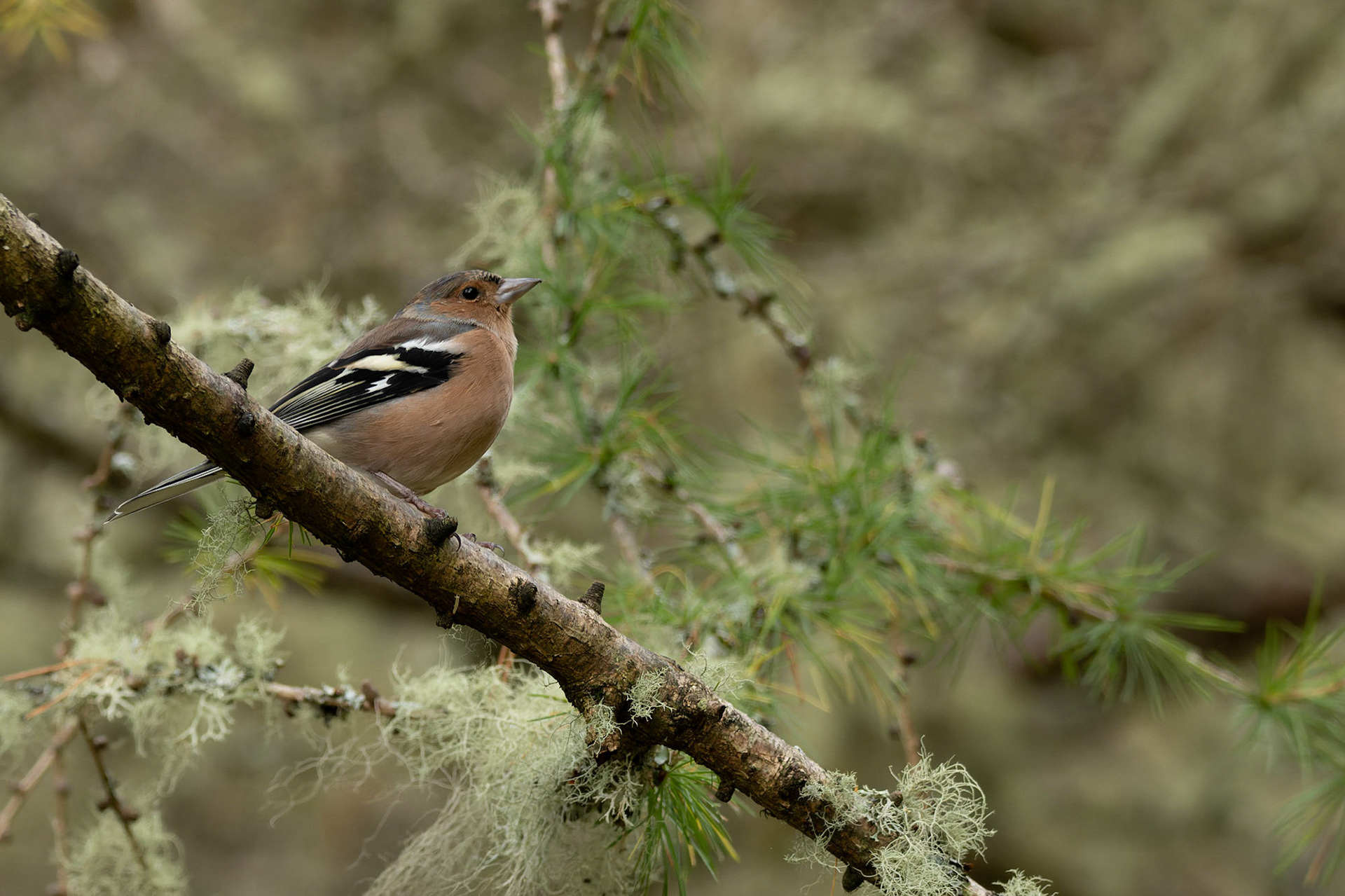 Common Chaffinch (Fringilla coelebs)