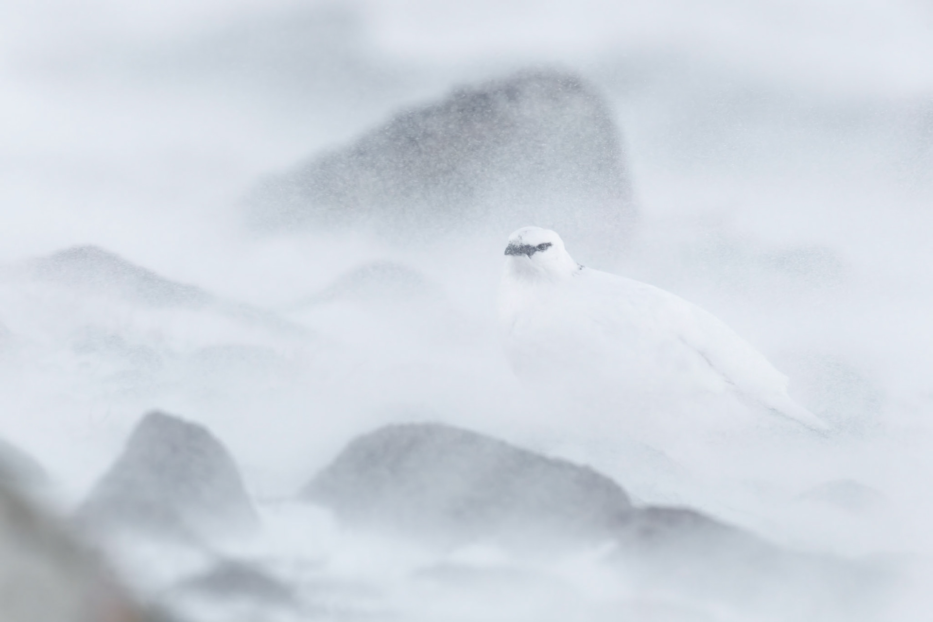 Ptarmigan in snow storm