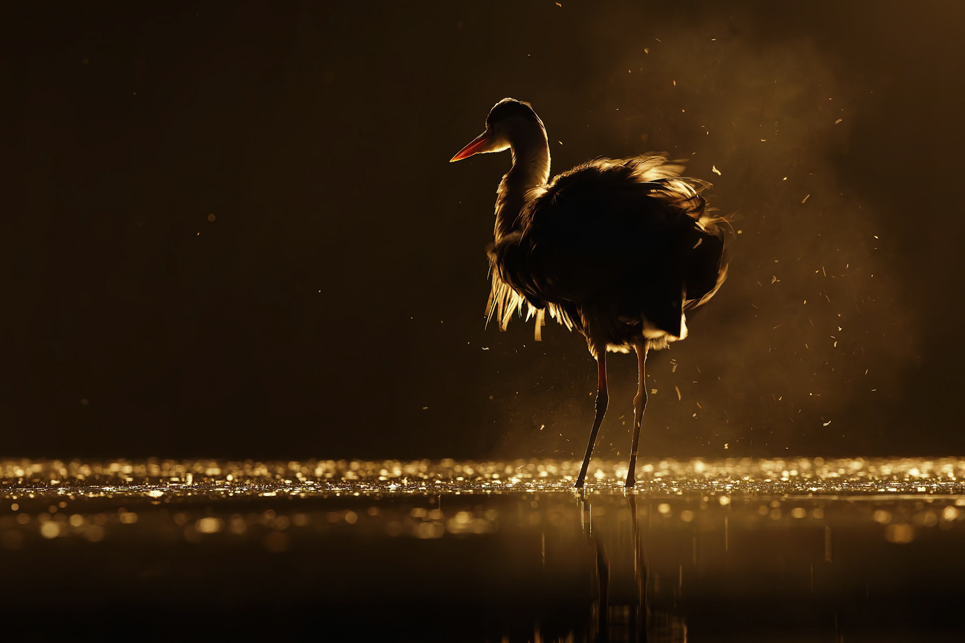 Grey Heron ruffling feathers