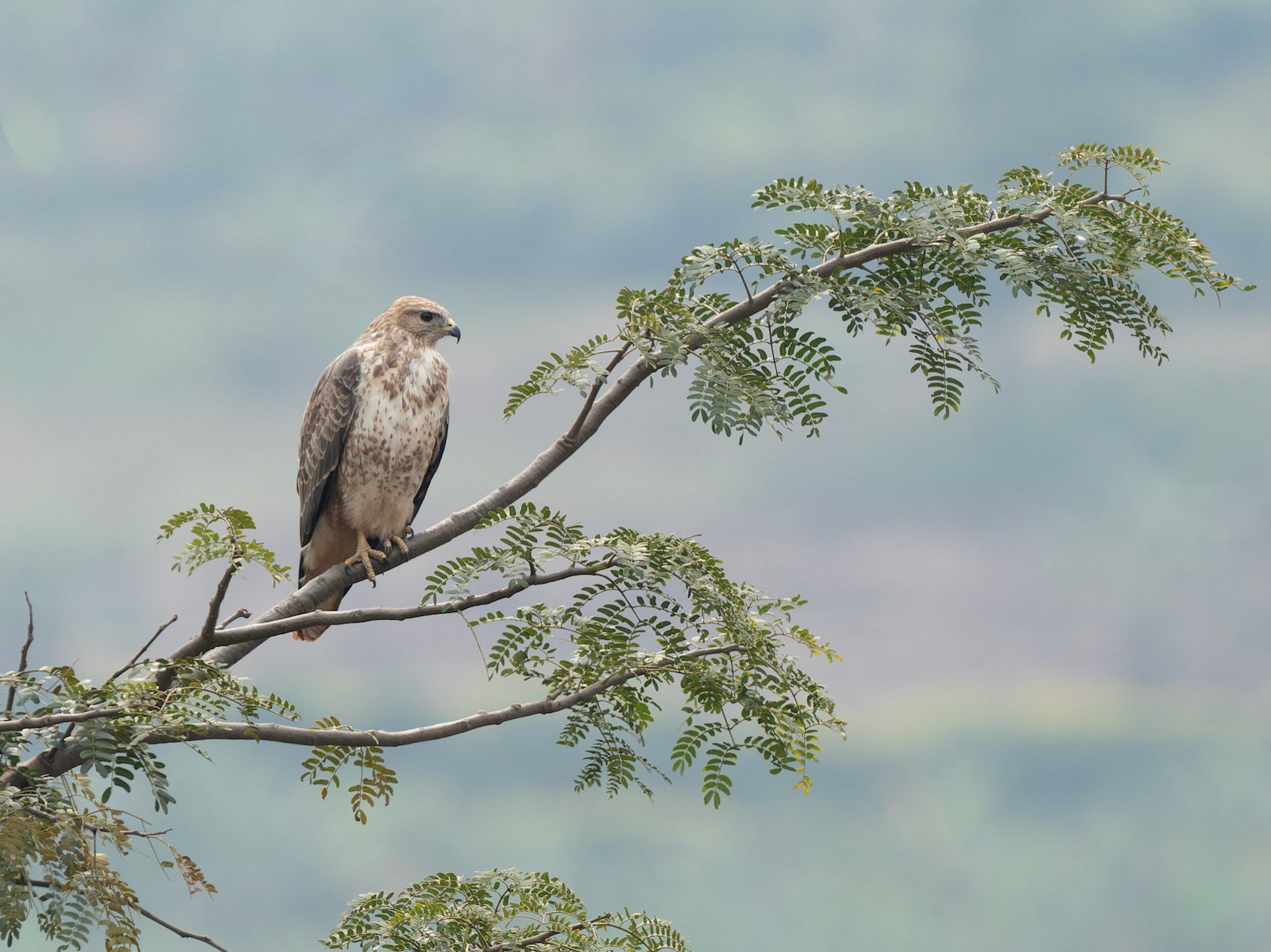Common Buzzard