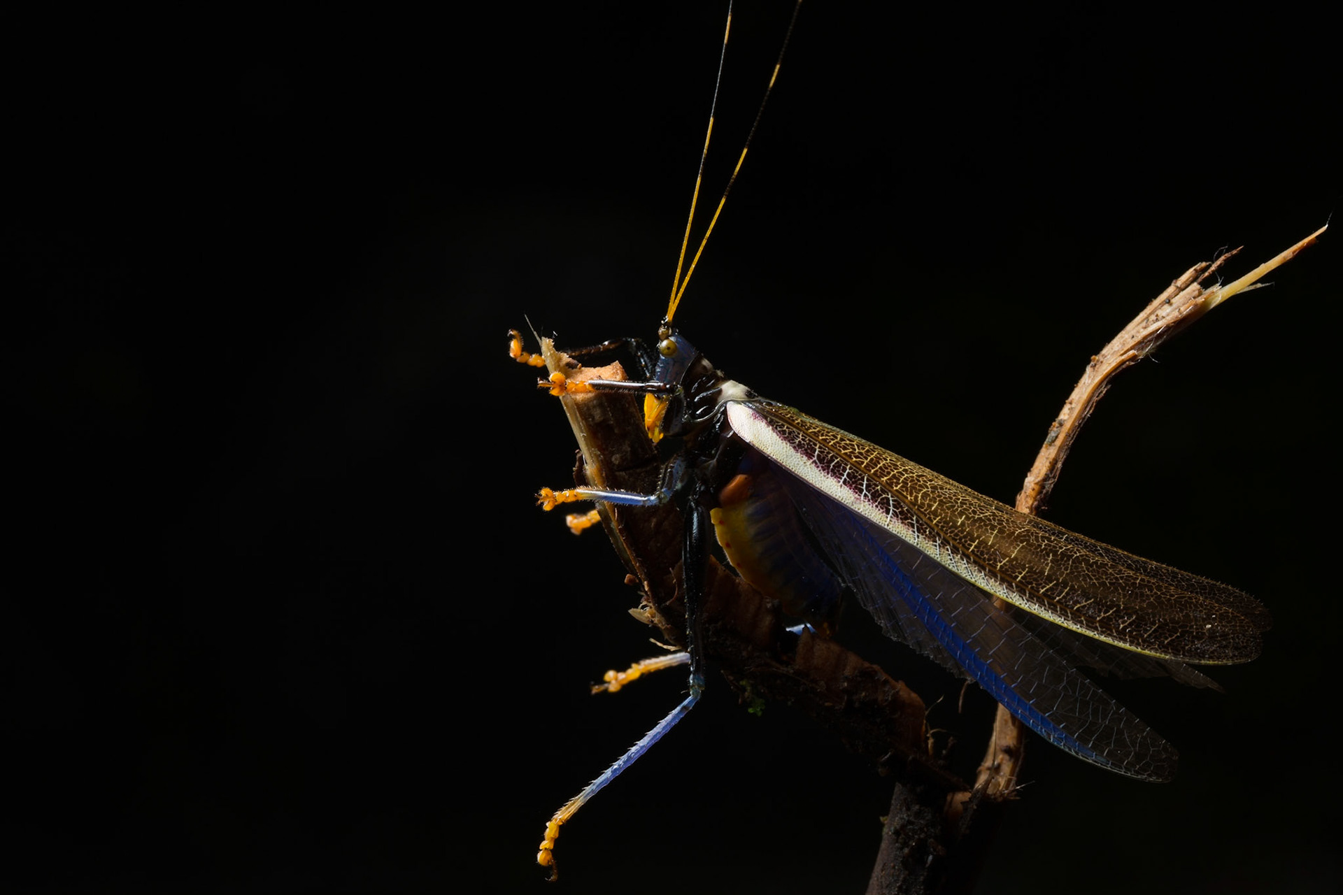 Blue and yellow Katydid