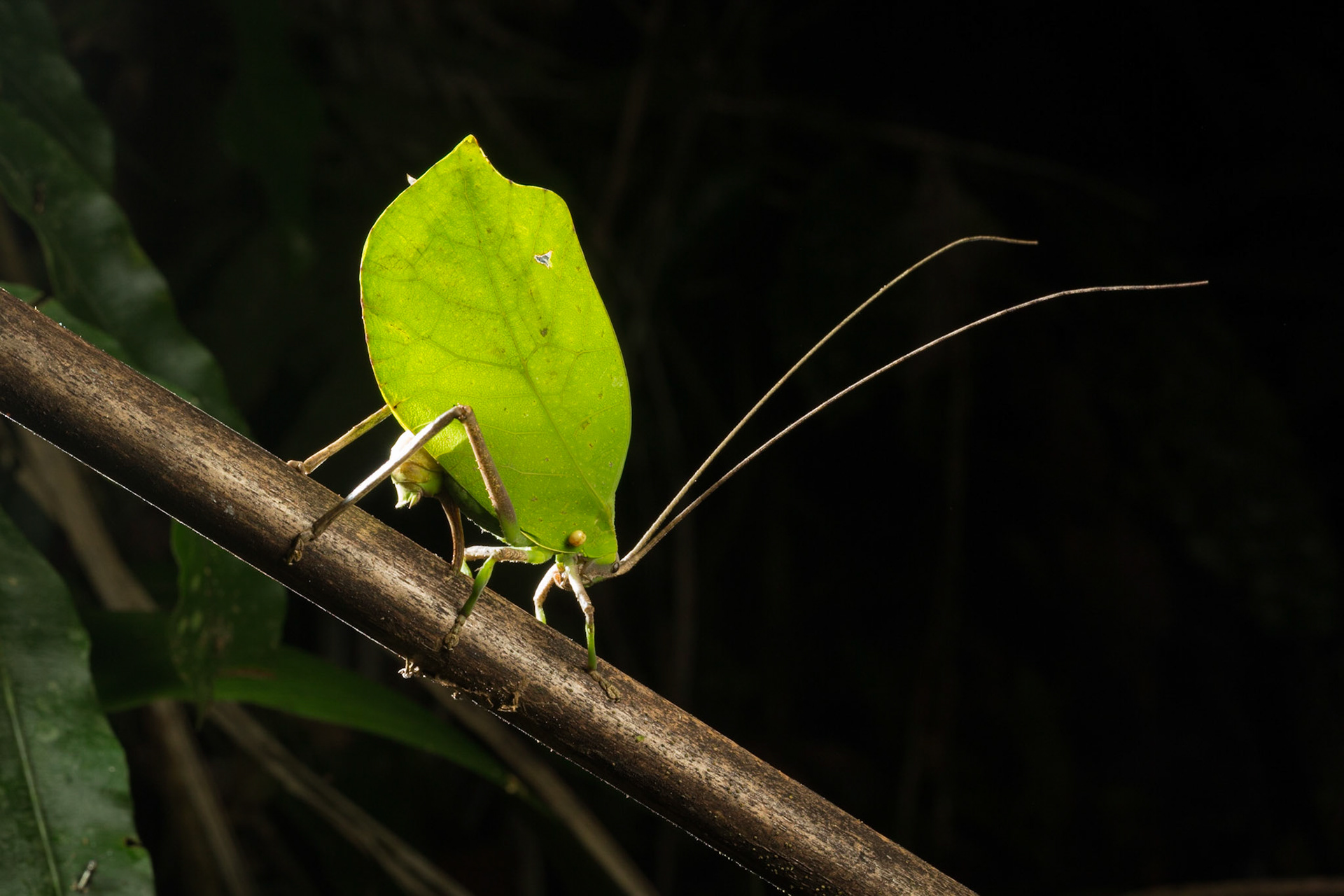 Leaf mimic Katydid at night (Tettigoniidae)