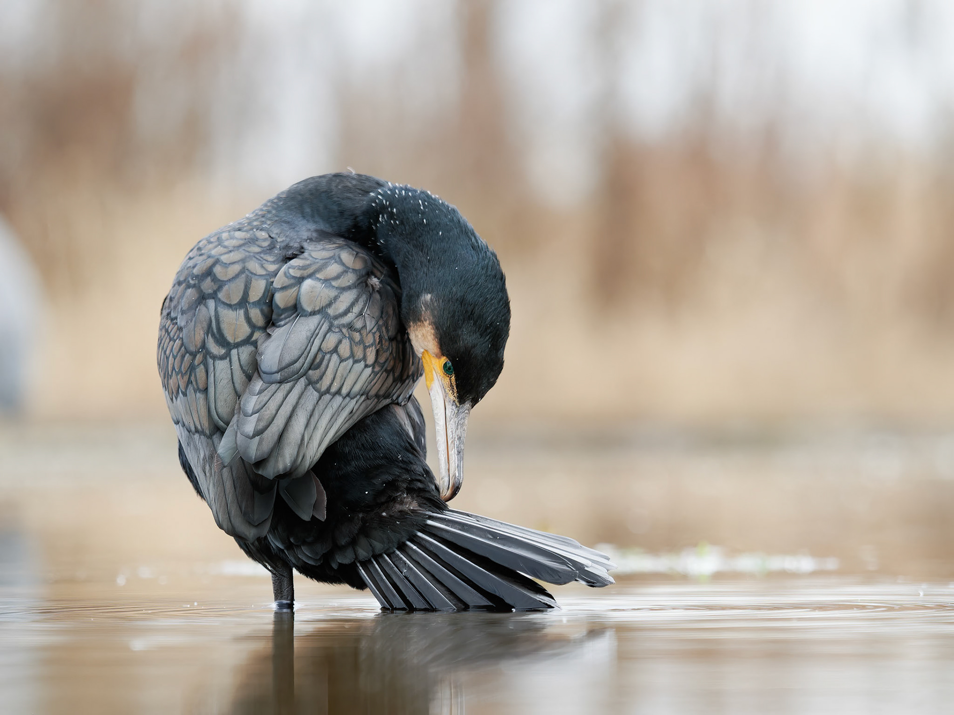 Cormorant preening