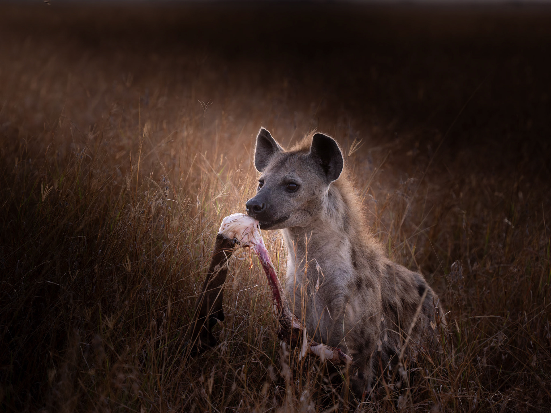 Hyena with remnants of a wildebeest