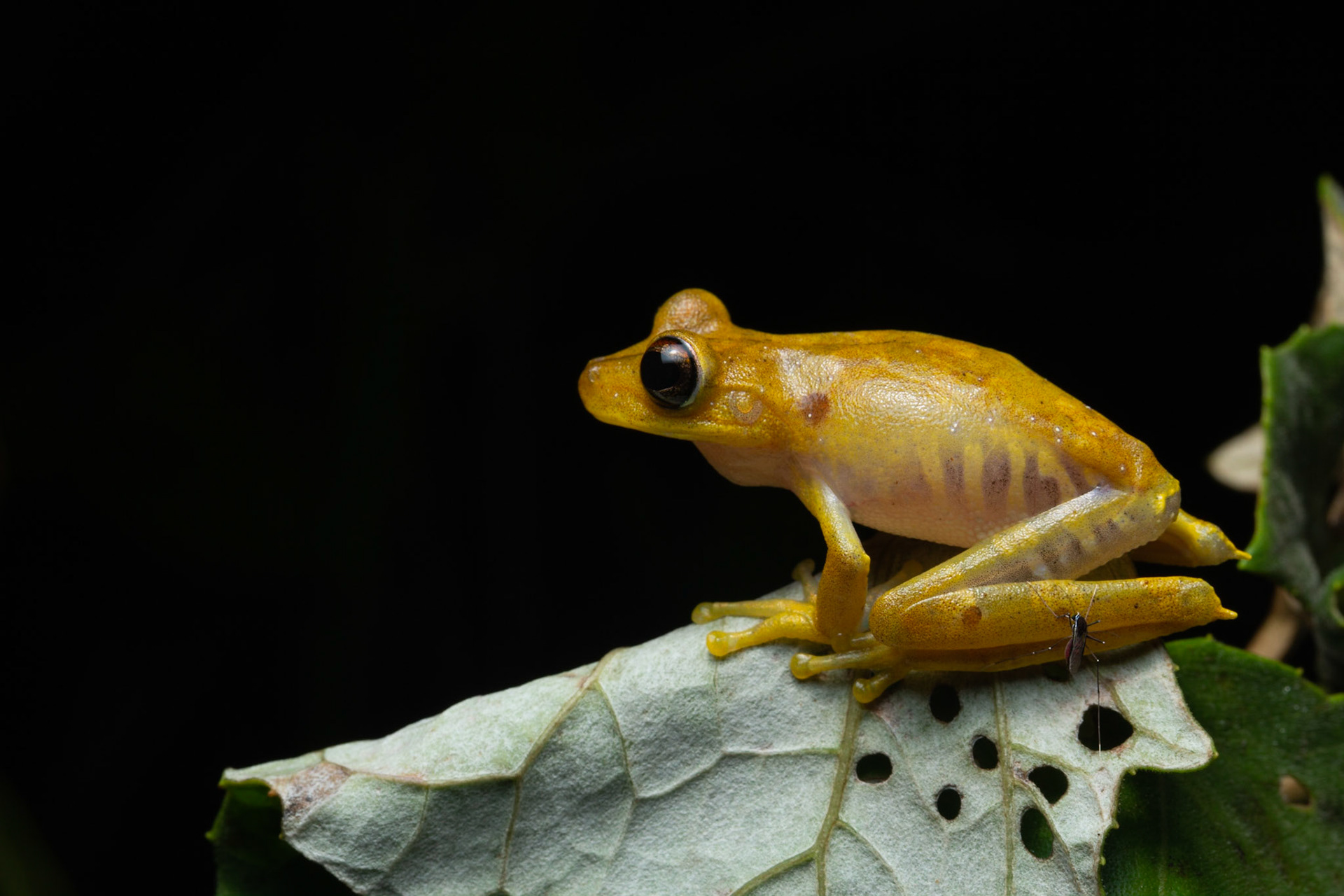 Thigh Spotted Tree frog with mosquito on leg
