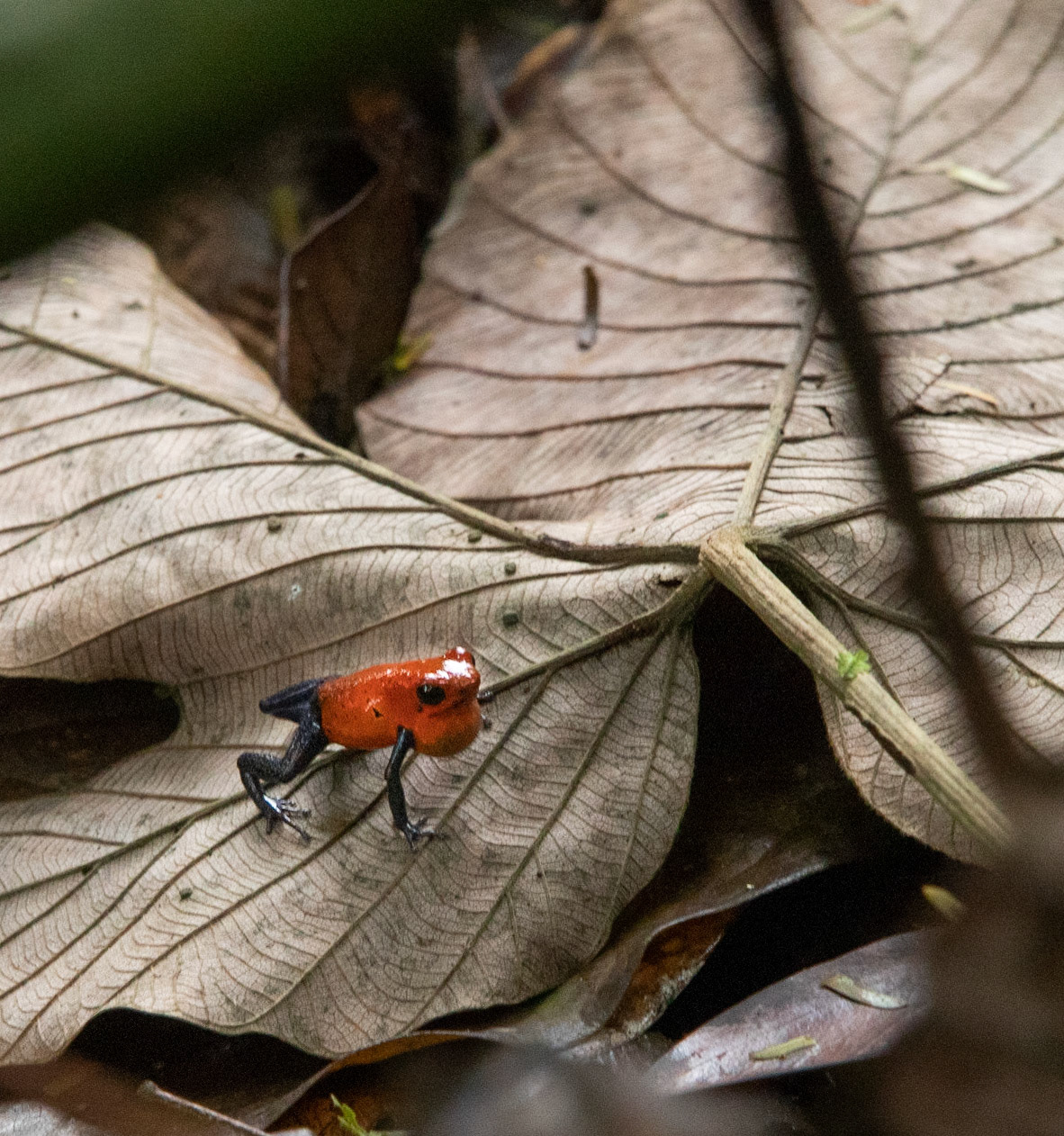 Poison Dart frog calling