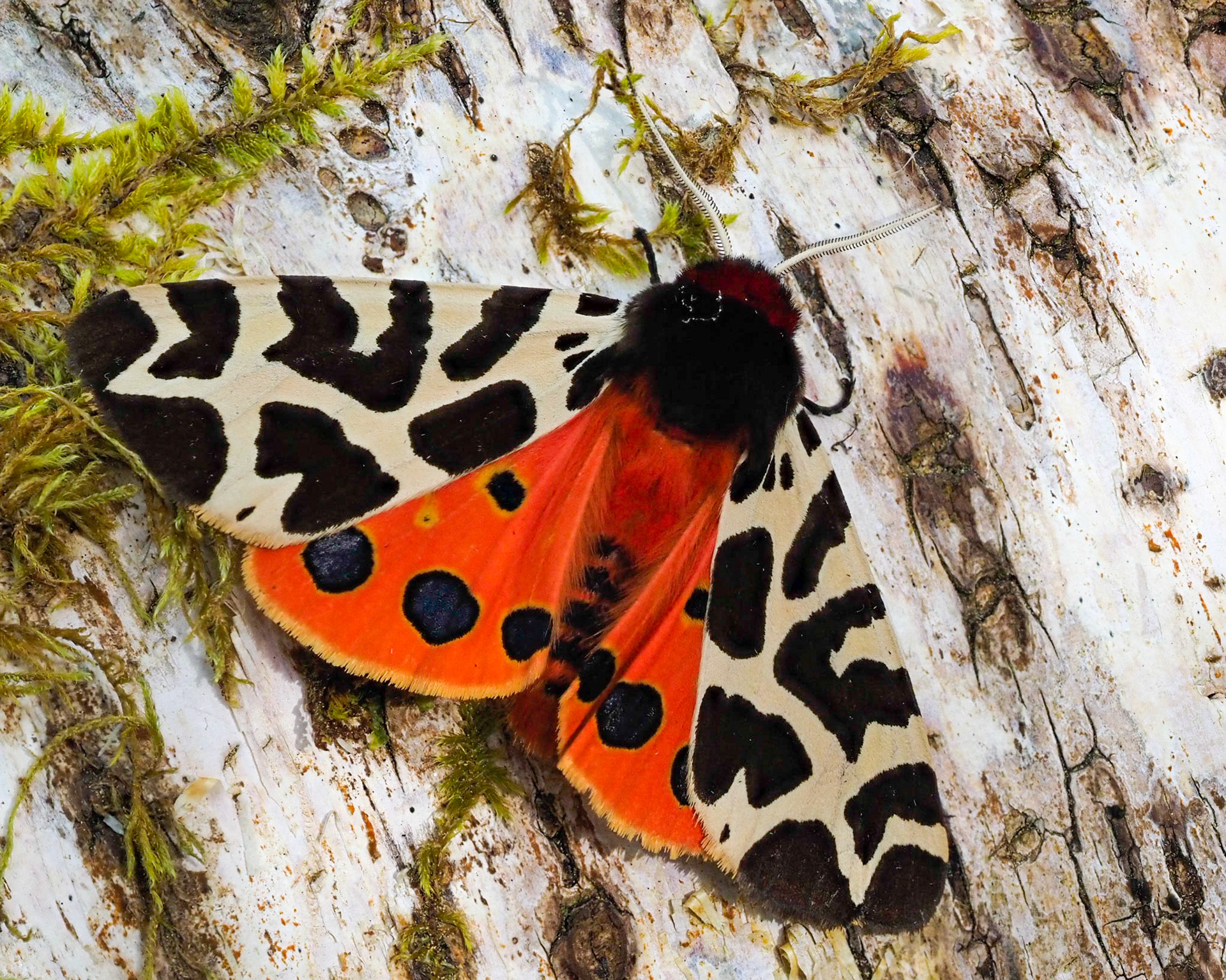 Garden Tiger Moth