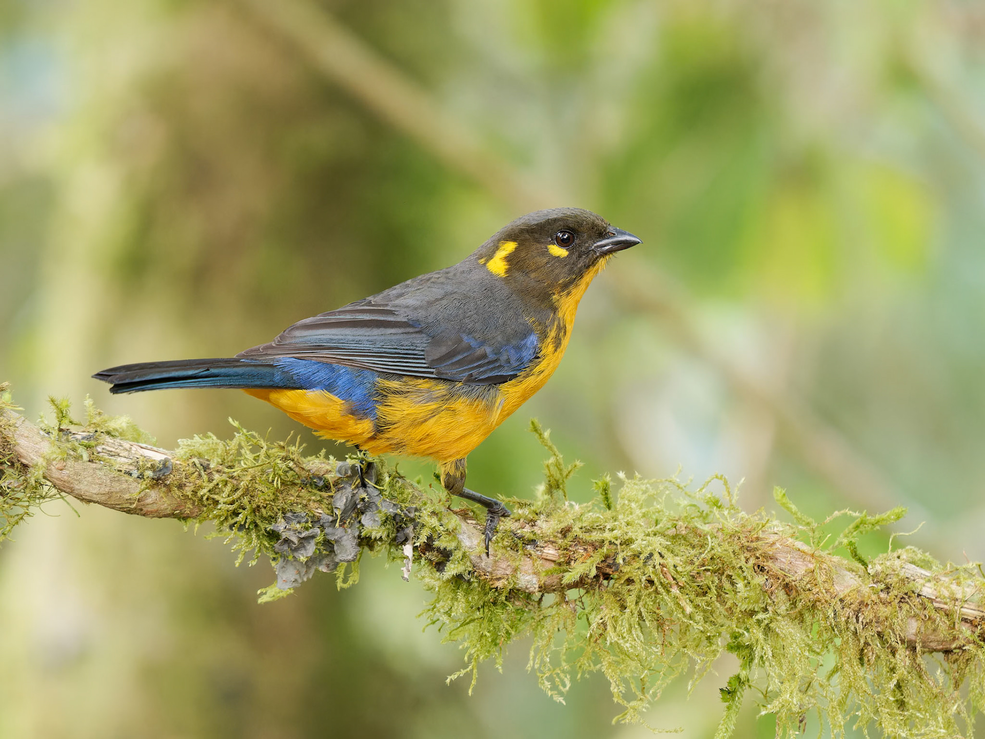 Lacrimose Mountain Tanager