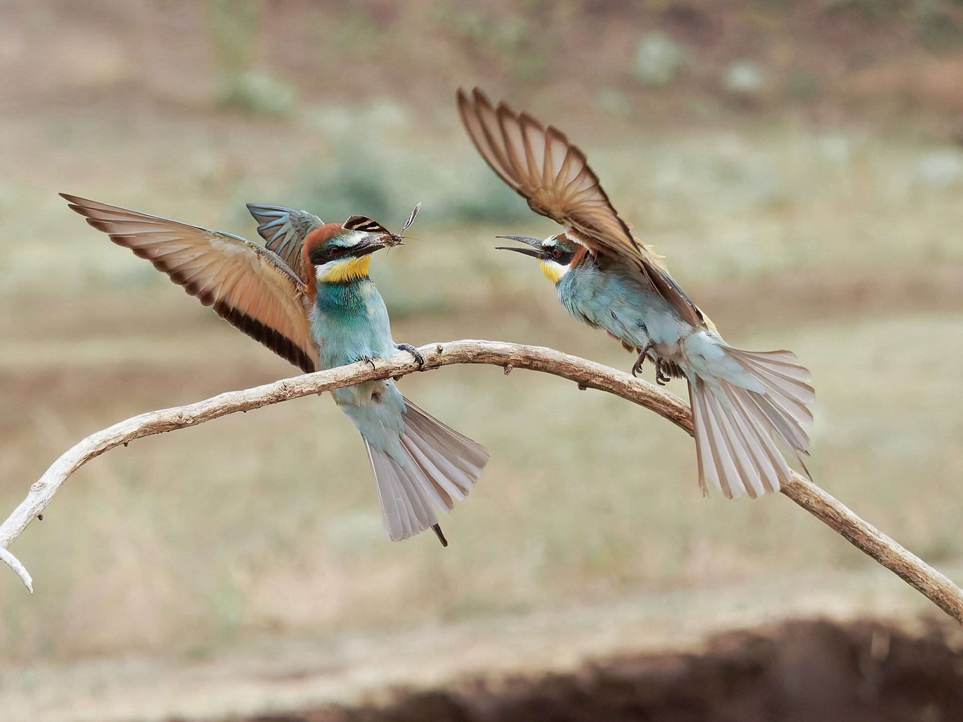 Bee Eater dispute