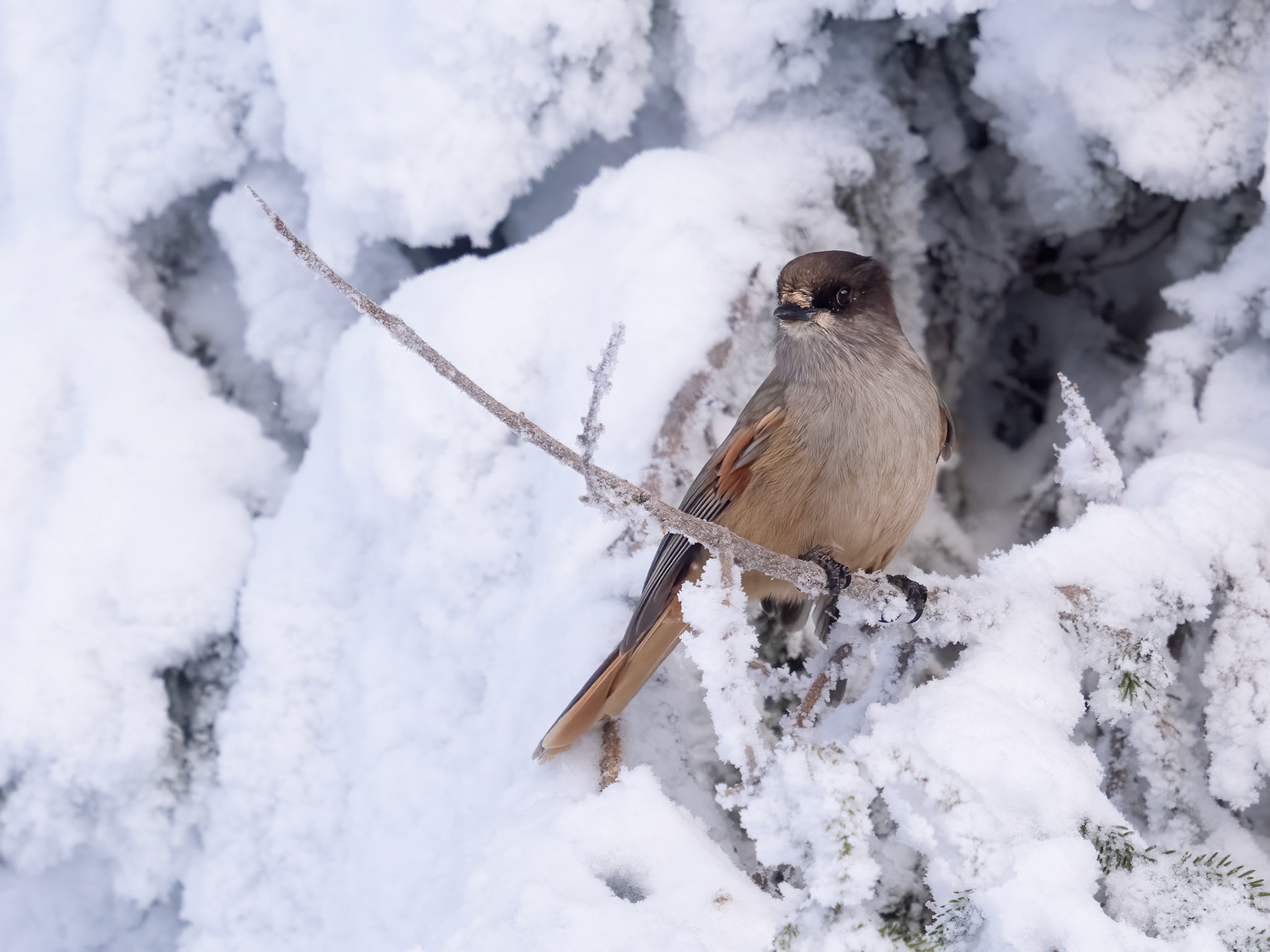 Siberian Jay