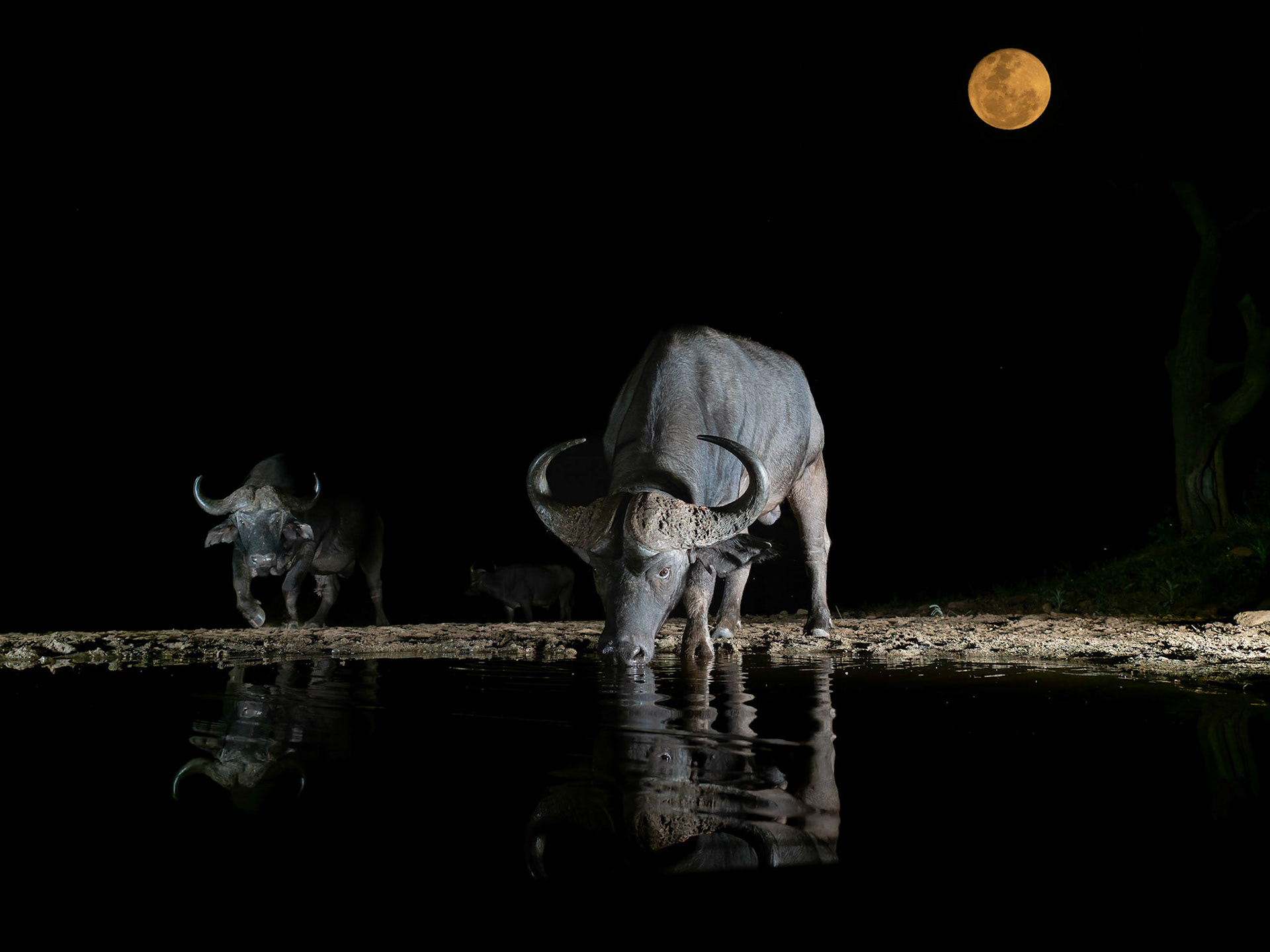 Cape buffalo at night