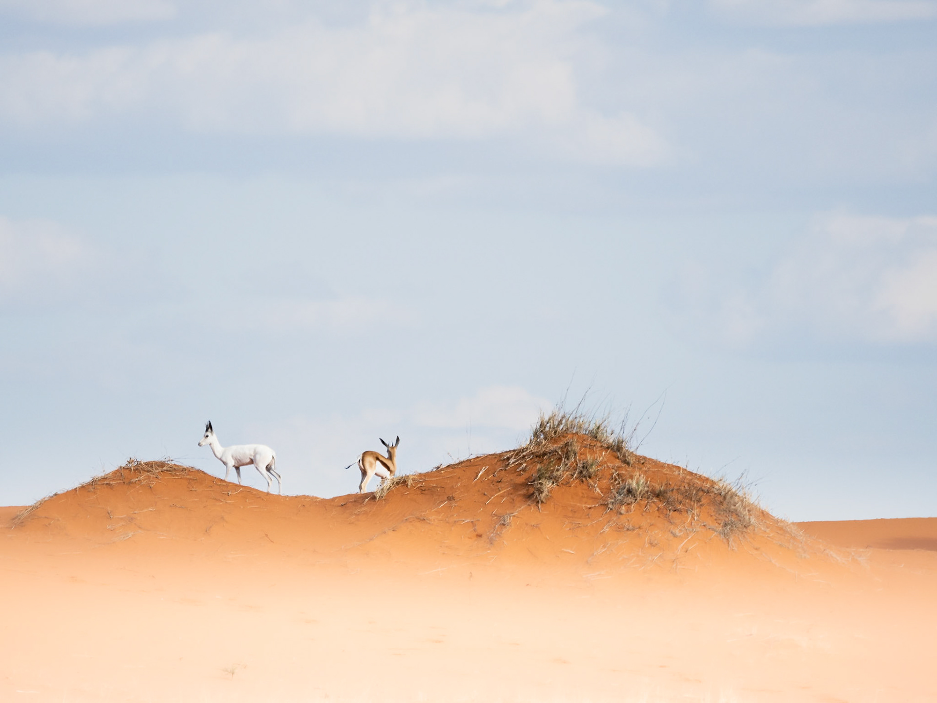 White Springbok