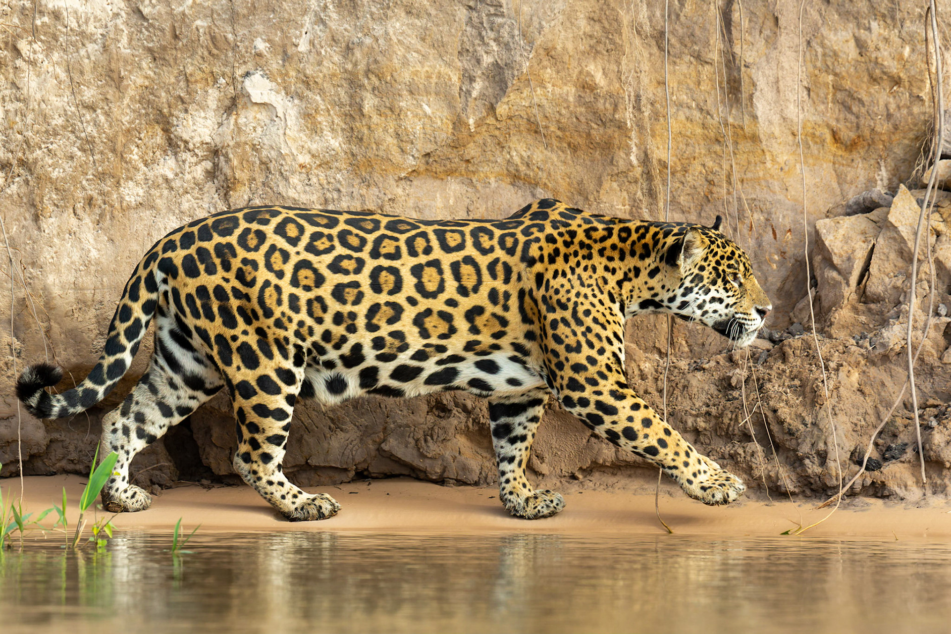 Jaguar (Panthera onca)