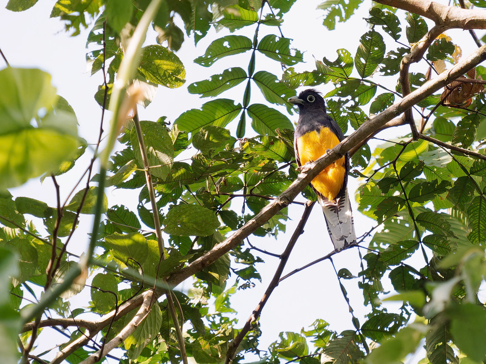 Trogon