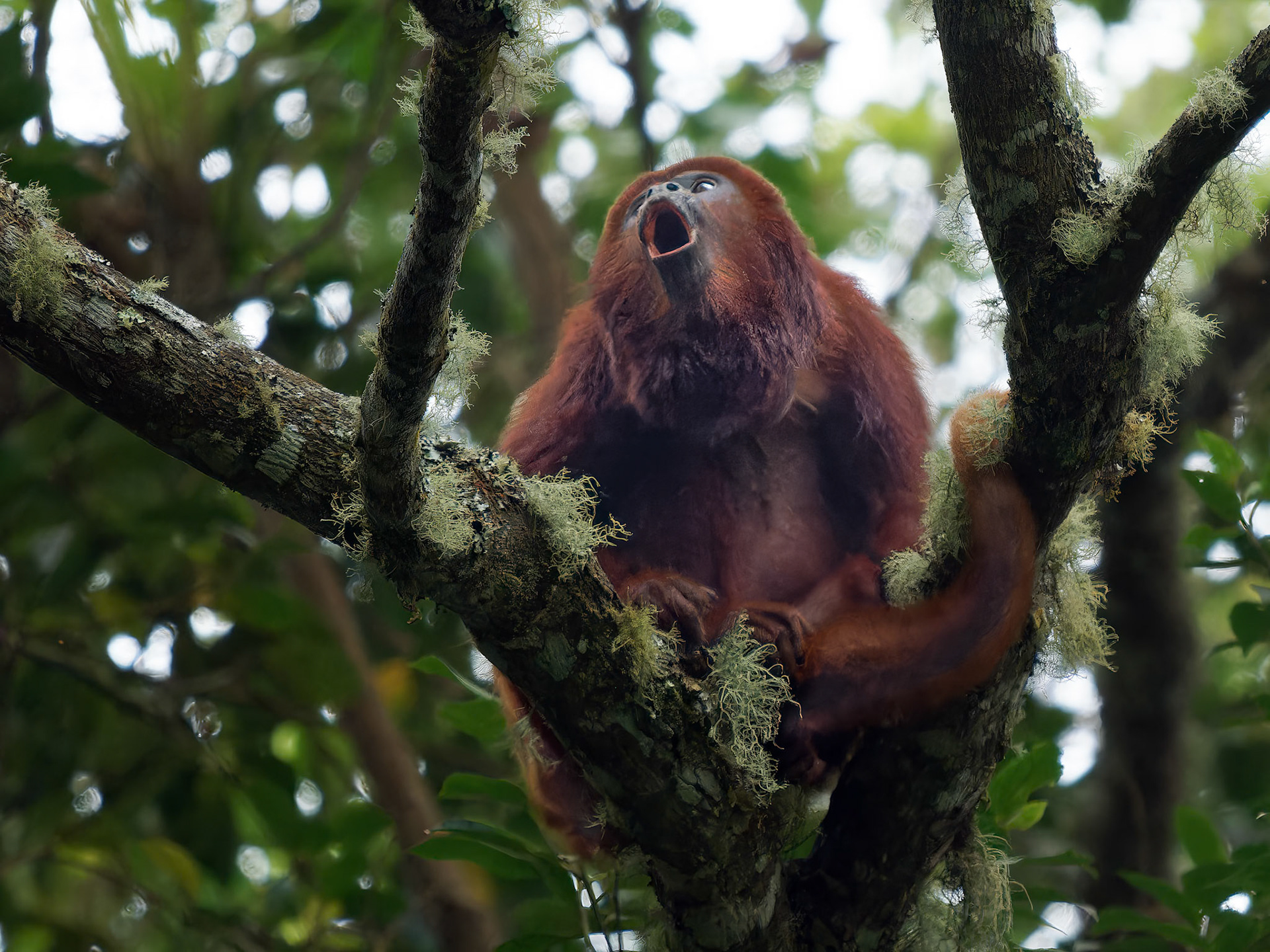 Colombian Red Howler Monkey