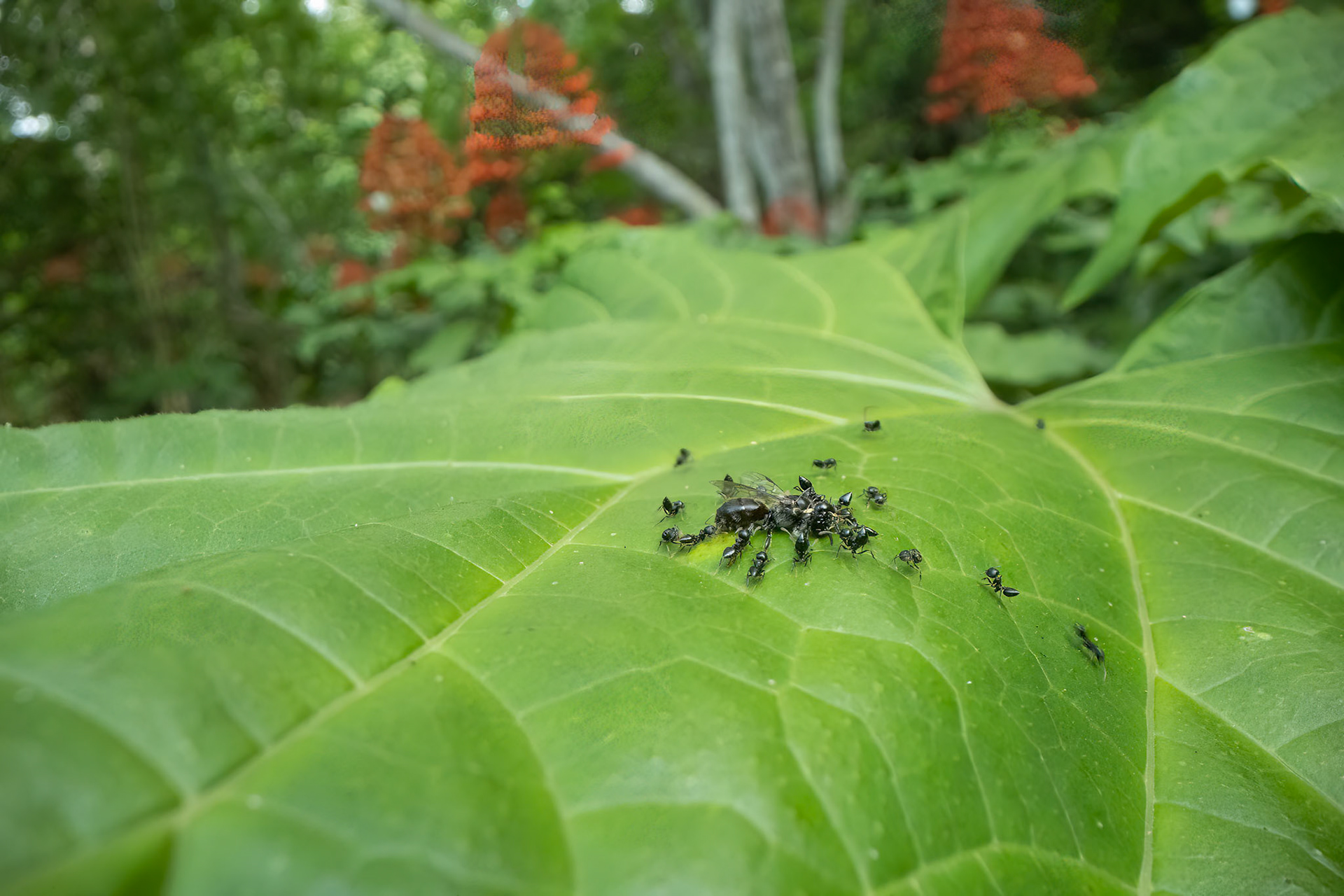 Ants with a dead Insect